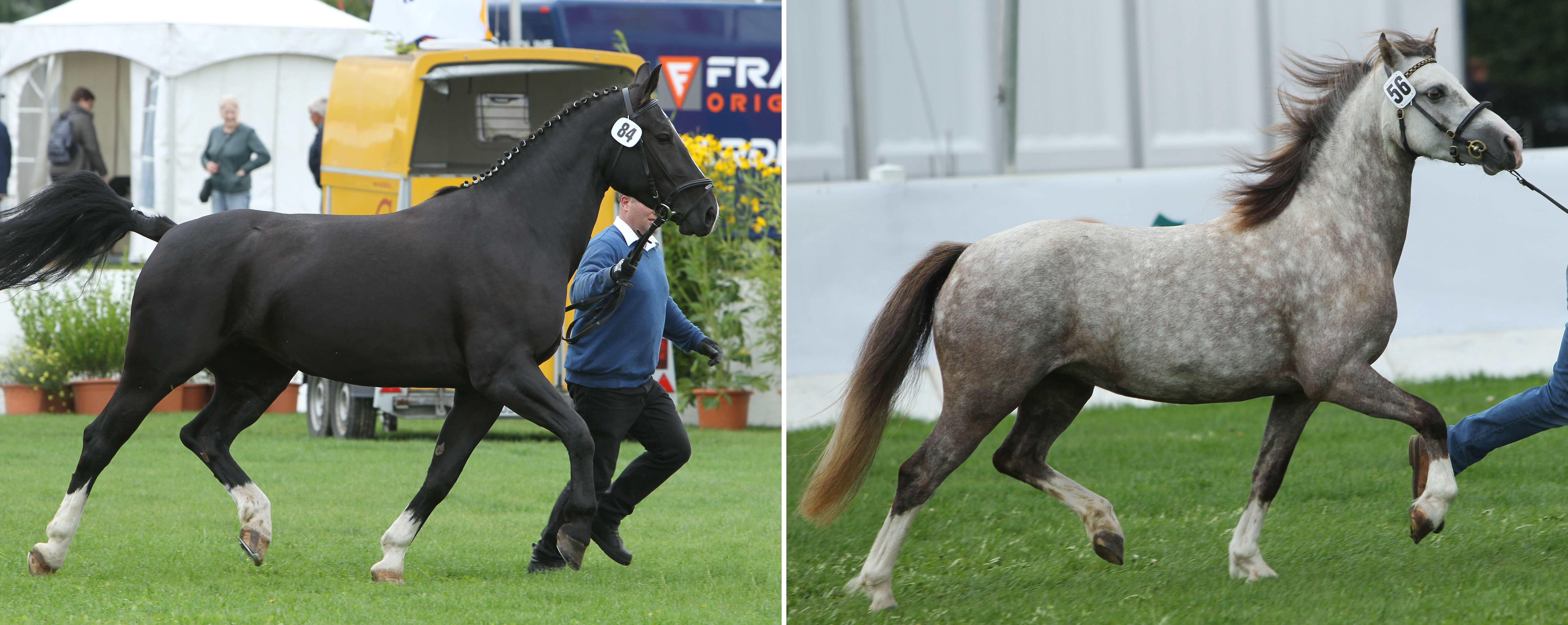 Links: LUNA, Schweren Thüringischen Warmblut Prämienstute v. Ecclestone. Z.: Reinhard Gips, B.: Christian Block, Schnakenbek. Rechts: CLEO, Welsh-A Prämienstute v. Shamrocklake the Cool Cardinal. Z.: Jan Schumacher, B.: Andrea Schramm, Sukow. © Jutta Wego