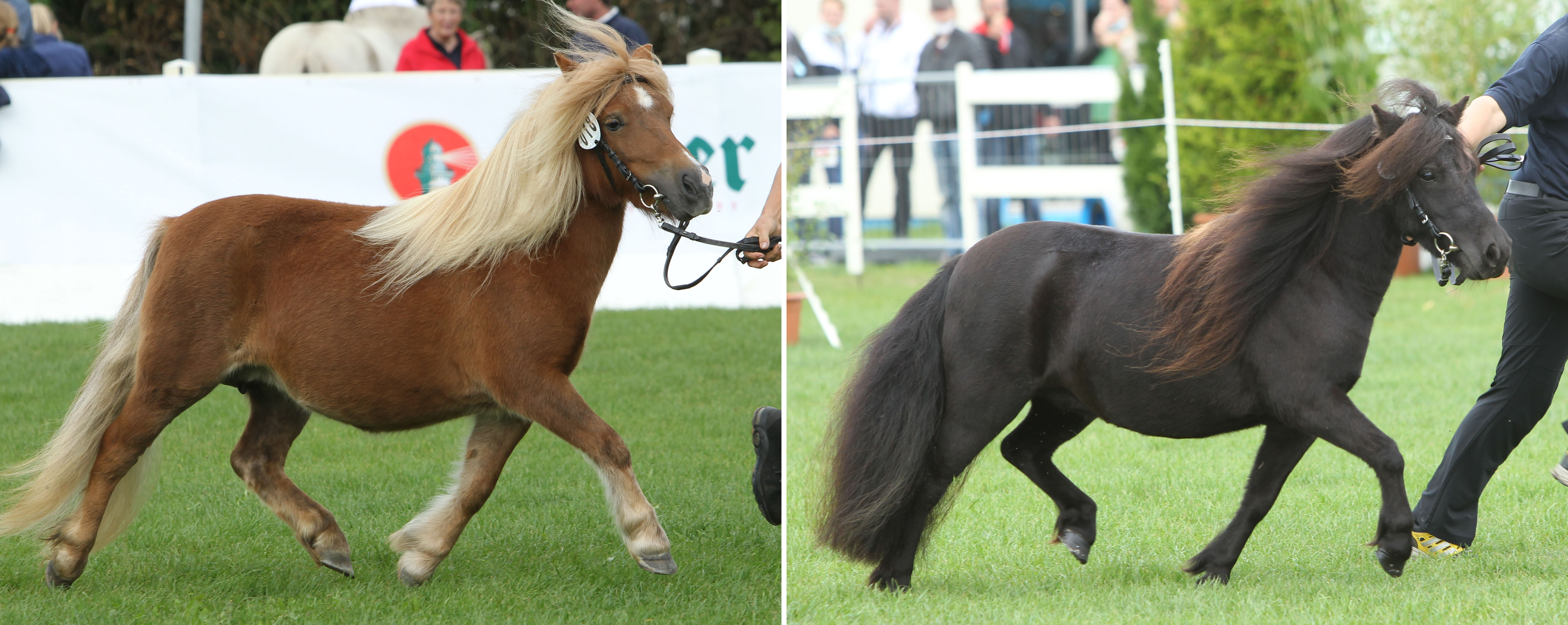Links: SONJA VON DER WALDESRUH, Shetlandpony Siegerstute v. Sieger van Vries, Z.u.B.: Willi Scheuvens, Viersen. Rechts: X-CHERRY VOM RUHETHAL, Shetlandpony Reservesiegerin v. Xente van’t heut. Z.u.B.: Liane Rapp, Setzin.