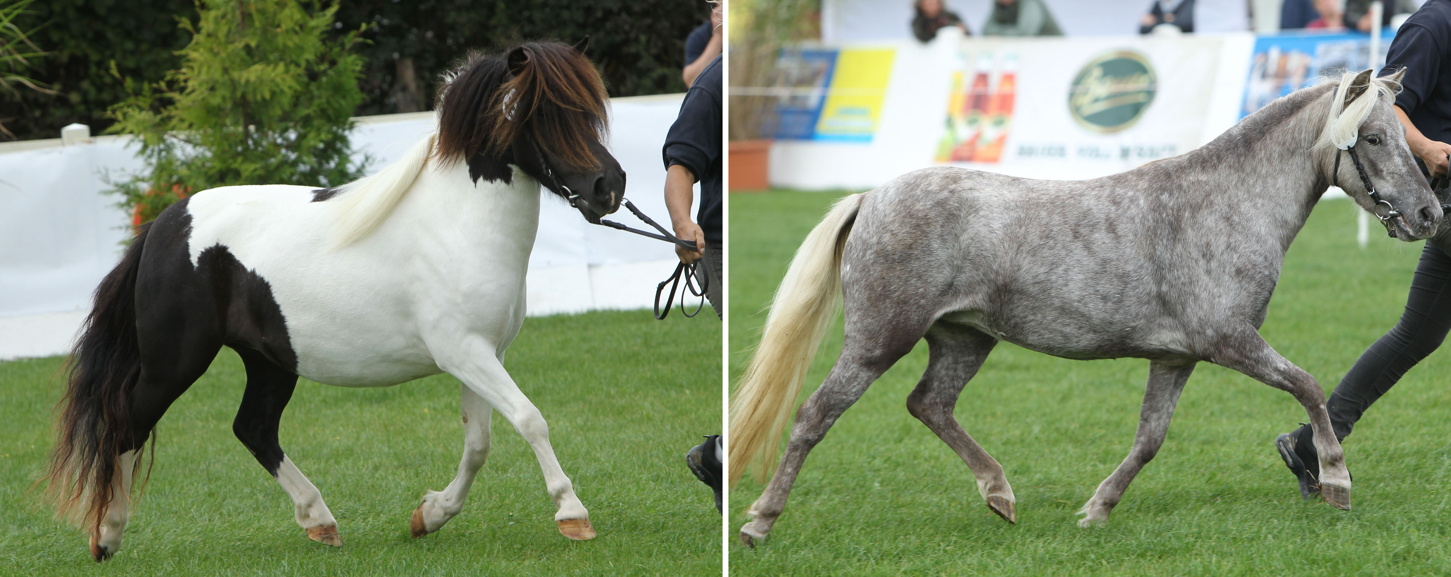 Links: ENGELY, Partbredshetlandstute v. Example van Stal Polderzicht. Z.u.B.: Elisabeth & Gisbert Koch, Setzin. © JW. Rechts: EBBY VON DER BOLLHEIDE, Deutsches Classic-Pony v. Jan van der Bollheide. Z.u.B.: ZG Weiher, Petershagen.