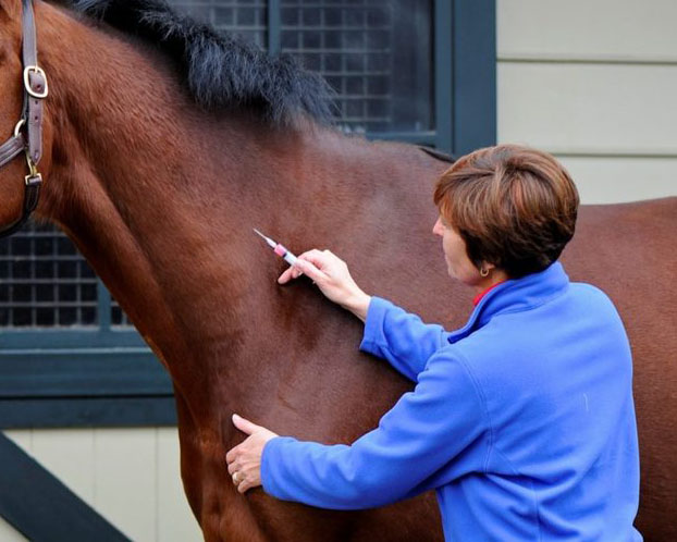 Herbstzeit ist auch Impfzeit. Jetzt Pferde ist nach der Grundimmunisierung die dritte Impfung dran. © Imago 