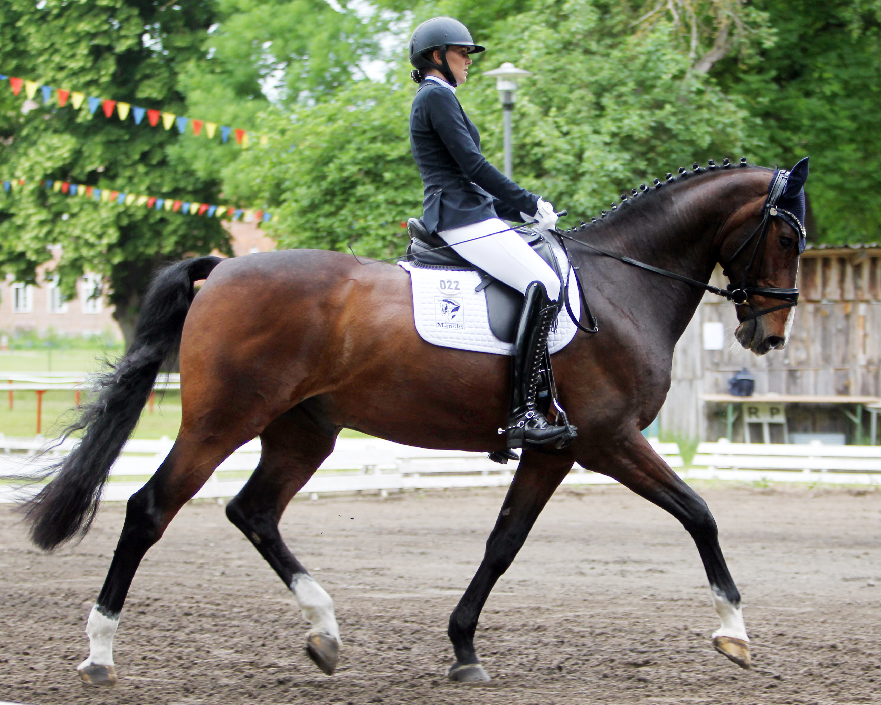 Vom S-Springpferd zum Dressursieger. Melanie Schulze hat Cadillac vom Parcours ins Dressurviereck gebracht und in Güstrow eine L-Dressur gewonnen. © Jutta Wego