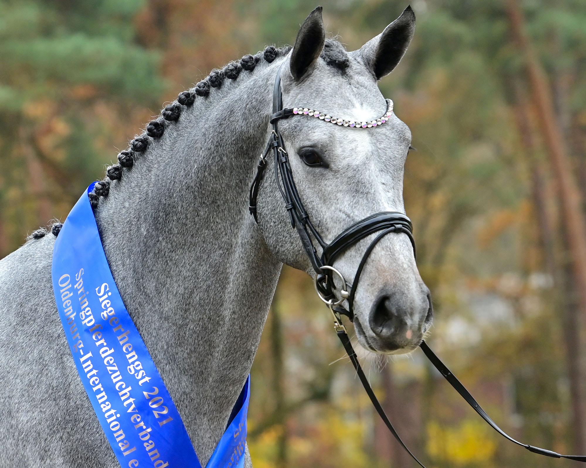 Der Siegerhengst des des Springpferdezuchtverbandes Oldenburg-International bei der Körung in Vechta: von Cornet Obolensky / Cassini I / Contender / Narew xx, aus der Zucht von Thomas Koch, Haltern am See/NRW, und ausgestellt von Marc Idelmann aus Wetschen/NS. © Feldhaus