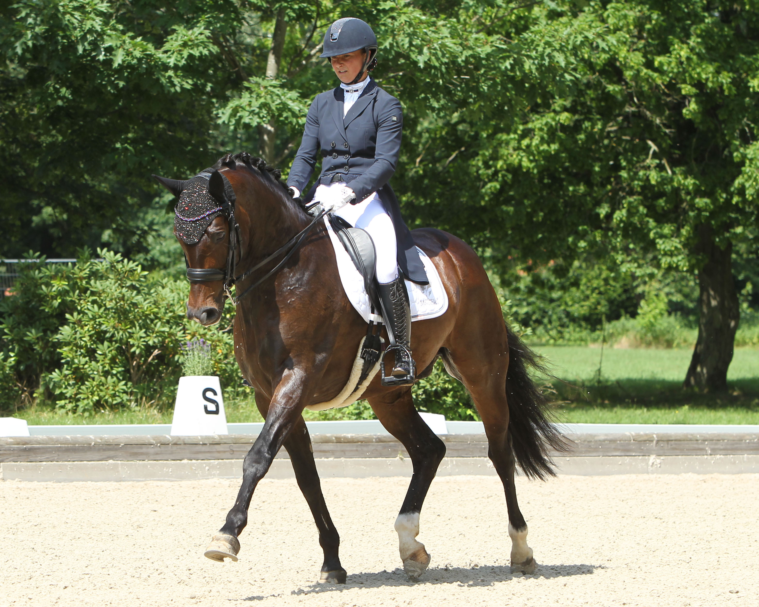 Den Sprung auf Platz 2 untrer den Dressurpfereden schaffte diesmal San Amour (Sancisco x Lord Kemm), der unter Susanne Voß (Güstrow) 1.336 Euro gewann. Züchter ist Willi Elsner aus Laage. © Jutta Wego