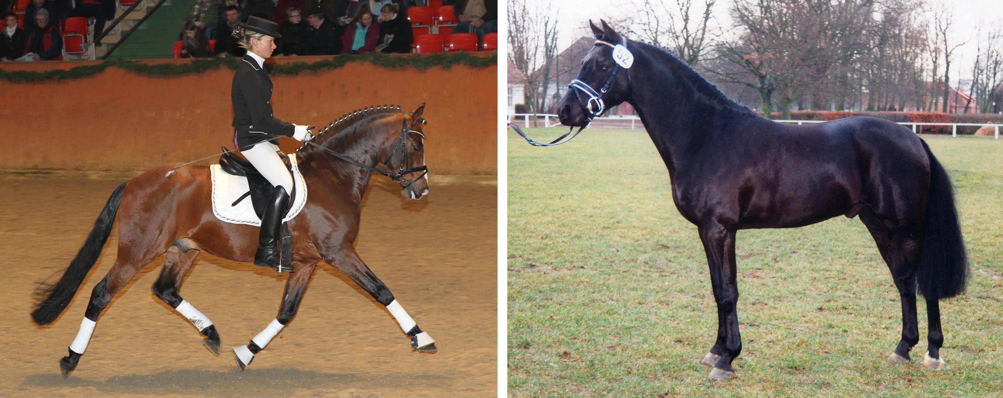 Bei den Vätern der erfolgreichen Pony gehören Dance on Top (hier mit Anne Pape im Sattel) mit sechs und Honeymoon Star mit sieben Nachkommen die vorderen Plätze ein. © Jutta Wego