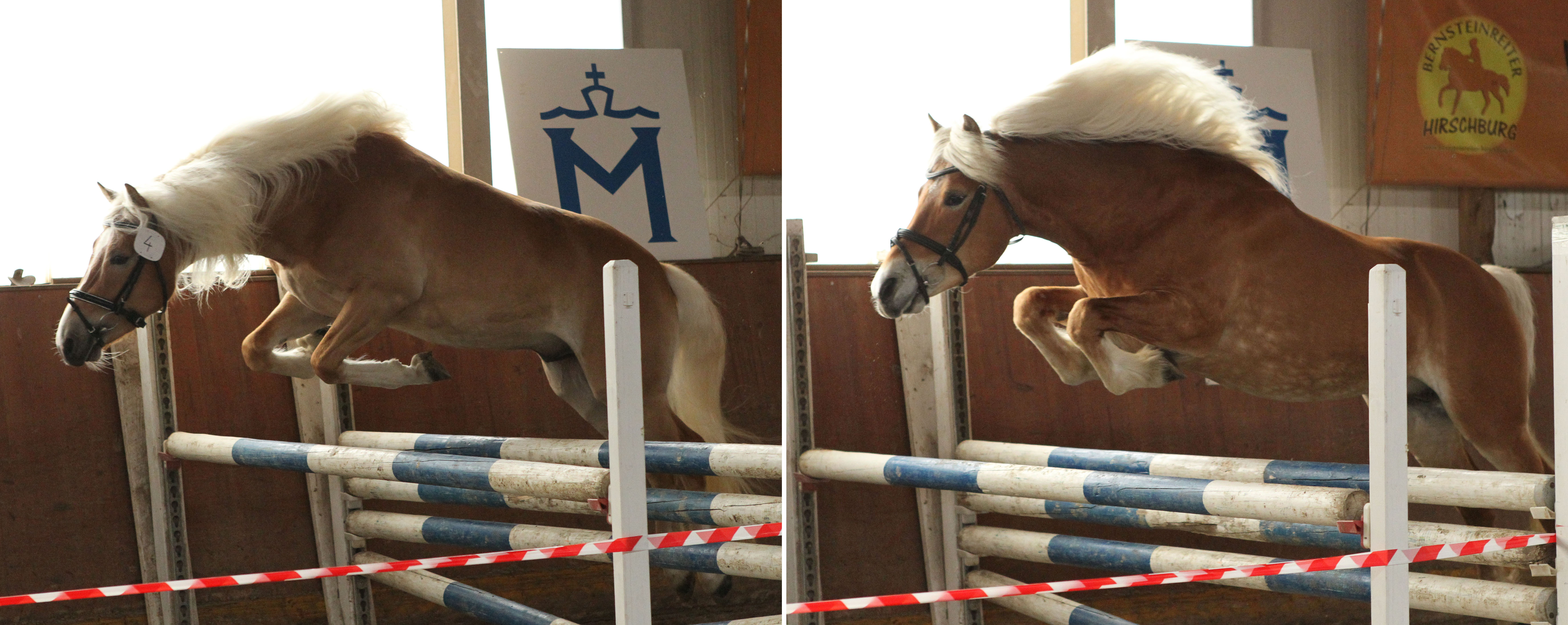 Die Haflingerhengst Artemis v. Alpenbube-1 / Arkan von Meran (r.) und Noliz v. v. Nobianco x Steinwächter. © Jutta Wego