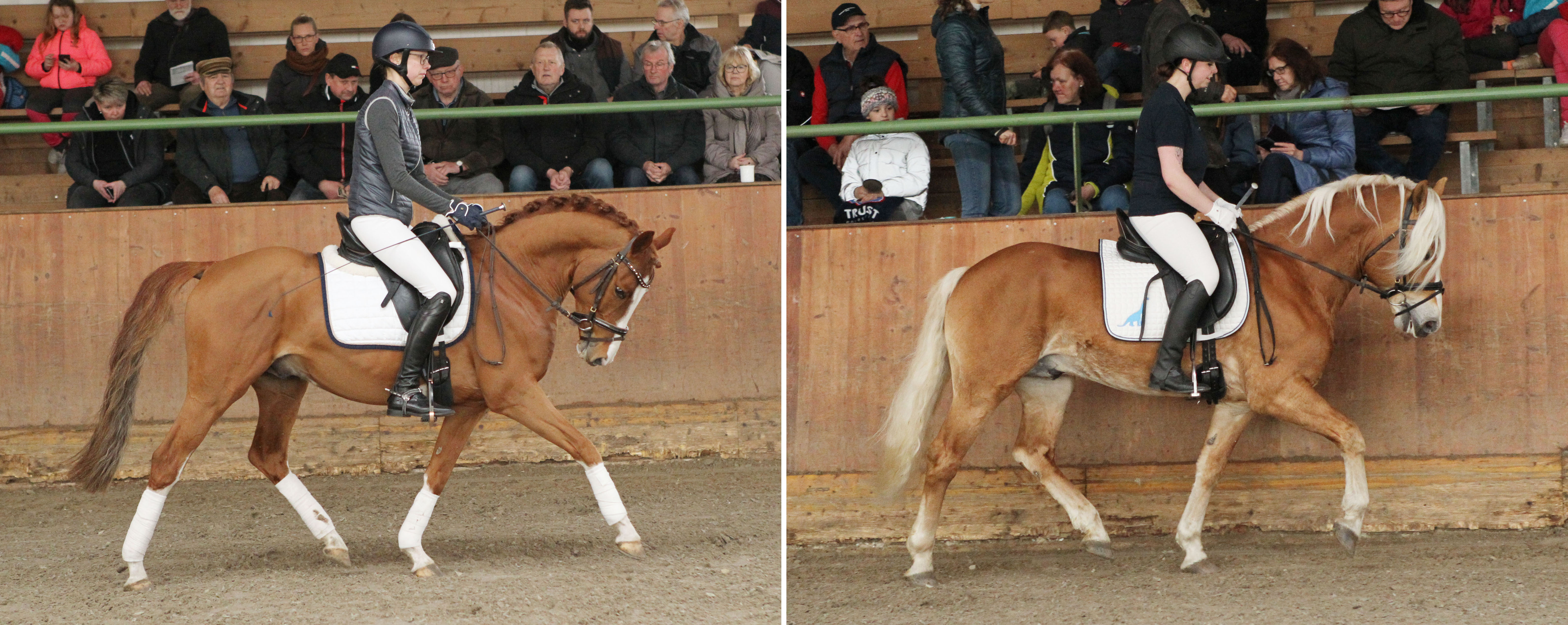 Haflingerhengst Bahamas Boy v. Bruno / Aton Re (r.) und der Deutsche Reitponyhengst Coldplay v. Cosmopolitan D / Maestro. © Jutta Wego