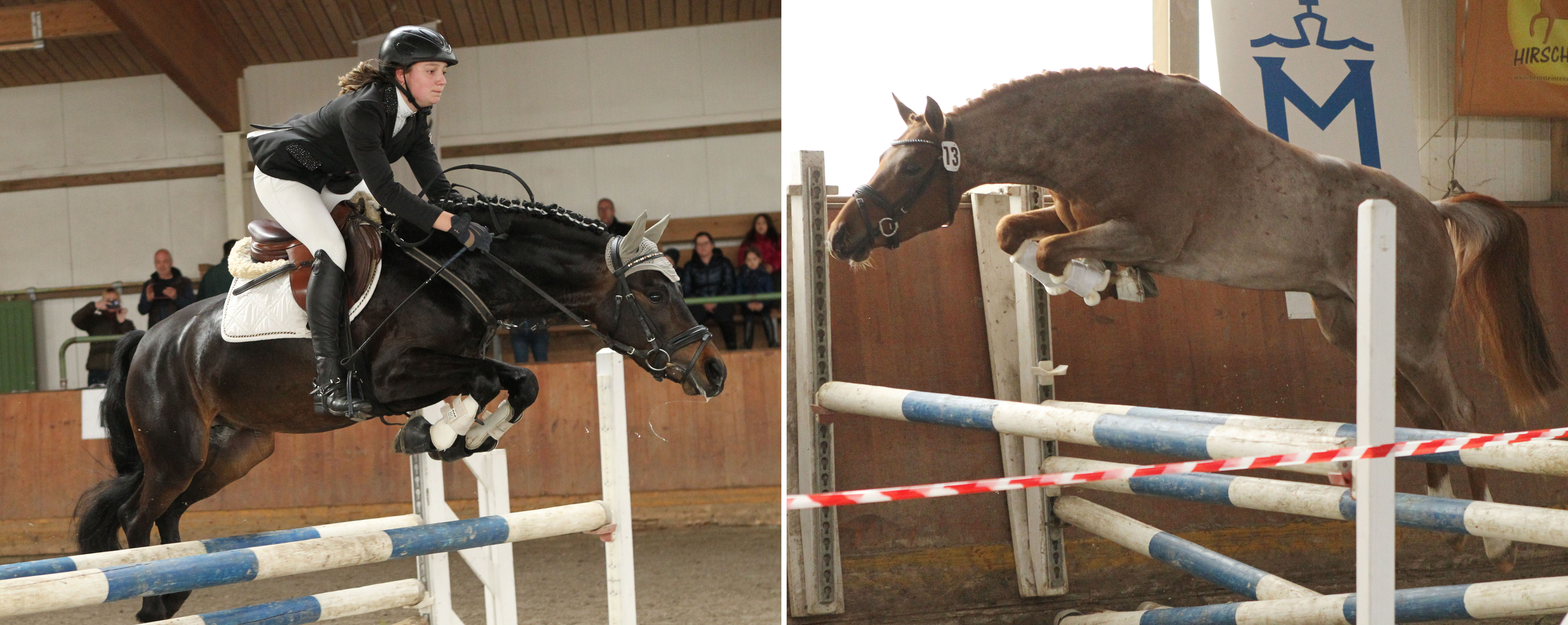 Der Siegerhengst der Körung in Redefin 2021 Nachtfuchs F v. Nancho's Golden Star / Flic-Flac (r.) und Honeymoon King v. Honeymoon Star / Aramis N. © Jutta Wego