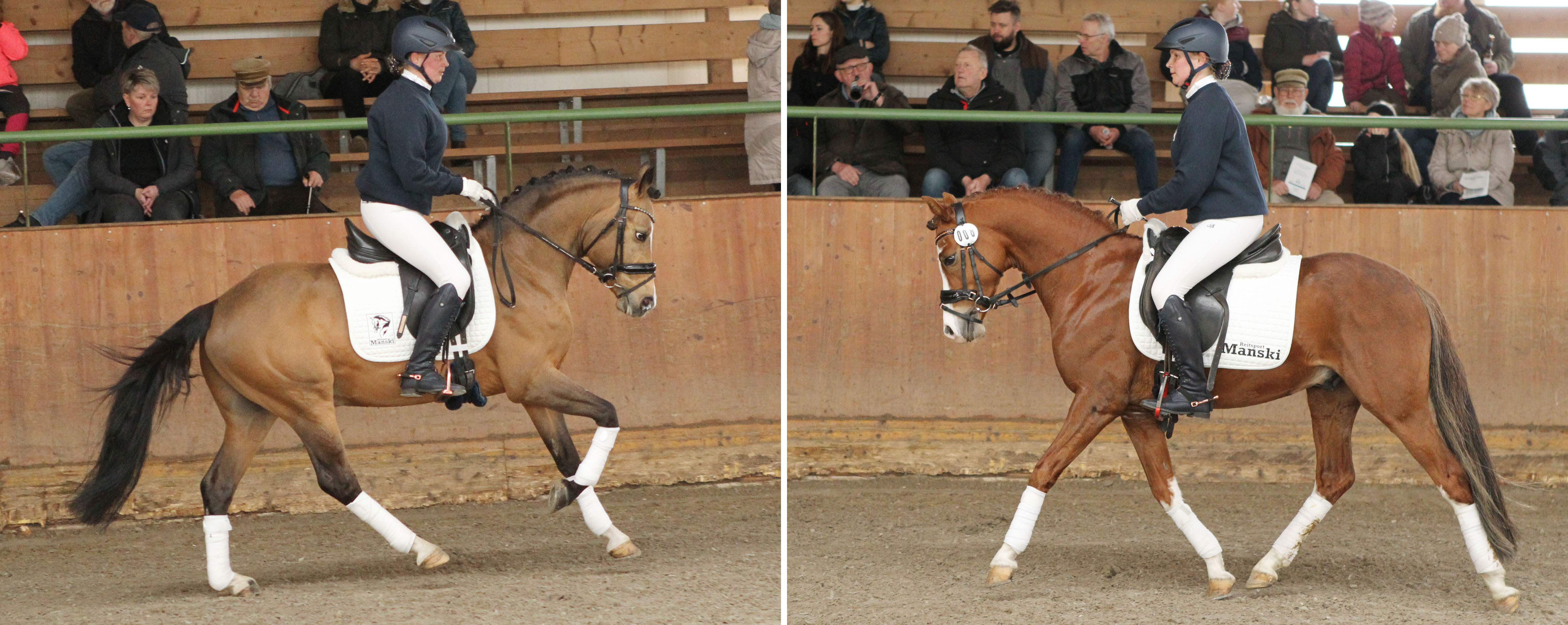 Reitponyhengste von Siegfried Illner aus Zingst: Ille's Boddenkieker v. Ille's Baumann / Nutrix (r.) und Diamant Dynasty v. LH Diamond Touch NRW / FS Champion de Luxe. © Jutta Wego