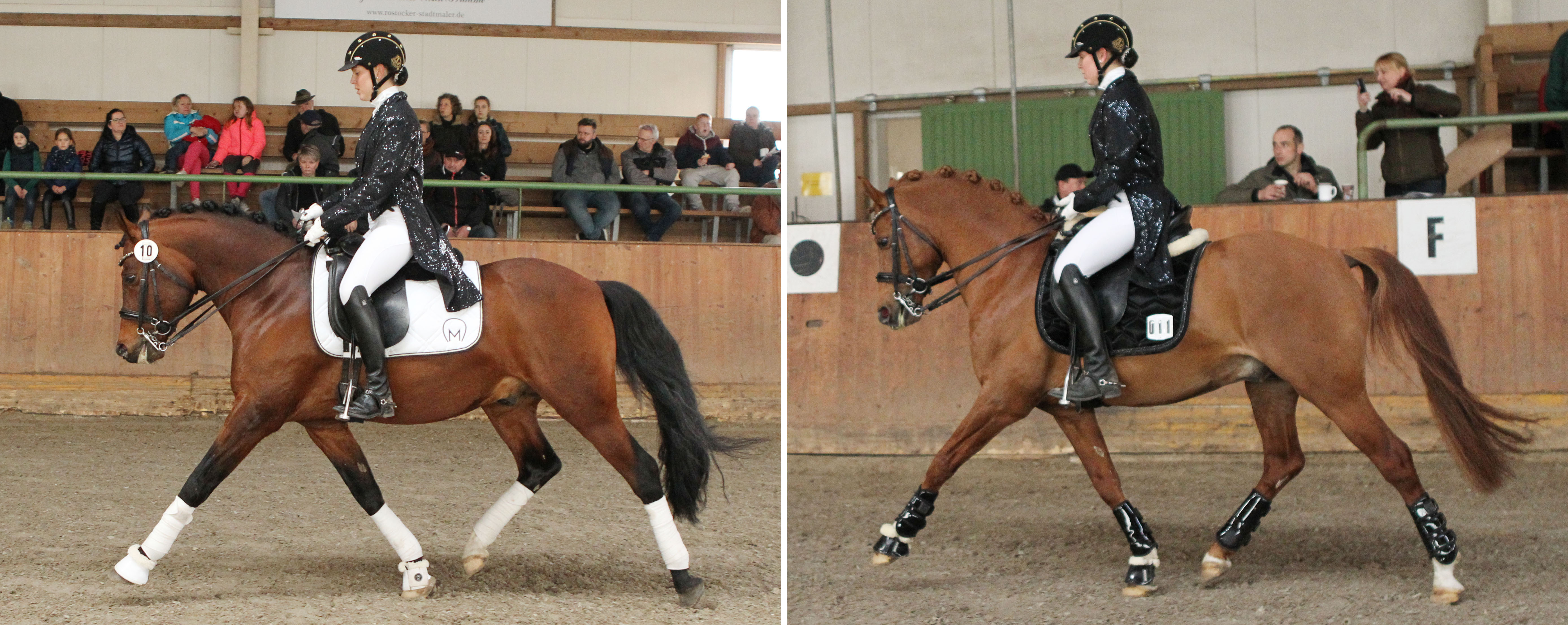 Zwei Reitponyhengste aus Malpendorf von Andree Bleck: Winchester B v. v. Kooihuster Wessel / Goldwind Empire’s Voice (r.) und Washington B v. v. Kooihuster Wessel / Goldwind Empire’s Voice. © Jutta Wego