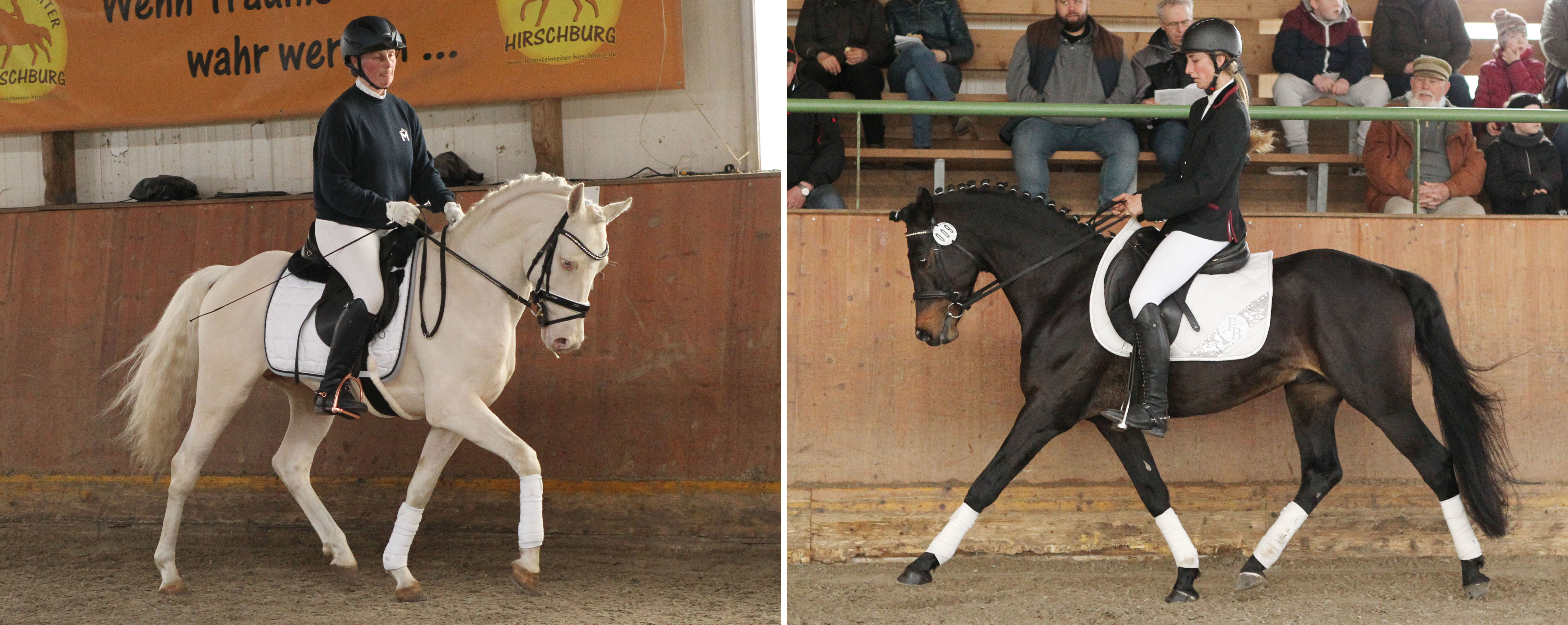 Der Wels-K Hengst Heidehof's Mexiko v. Kielshoop Honeyhill / Marieton's Jasper (r.) und der Reitponyhengst Nancho's White Chocolate v. Nancho’s Golden Star / ALD Feart’s Marko. © Jutta Wego