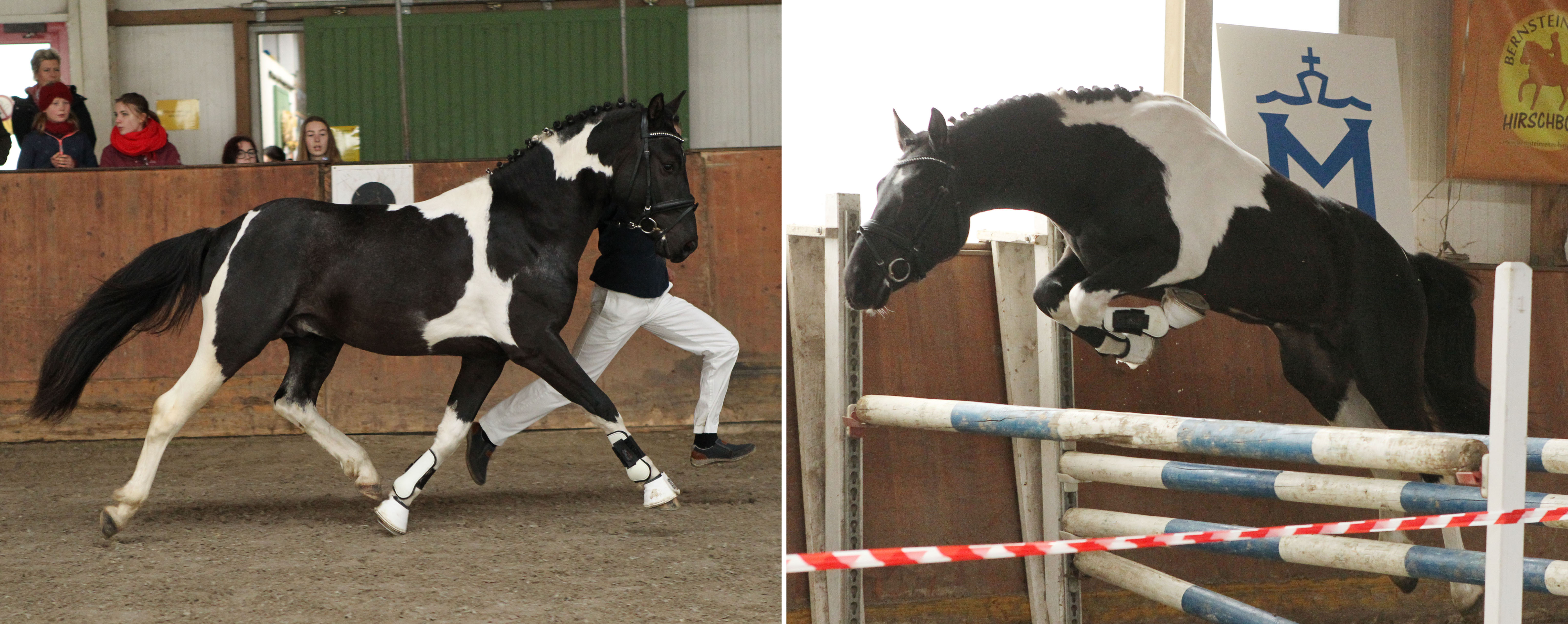 Zwei Lewitzer Hengst: rechts Oskar-H v. Rudolphitals Ohaio T / Anderwill (Jens Hacker, Kummerow) und O'Foaly aus dem Stall Schörfe v. LH Onyx / Pythagoras. © Jutta Wego