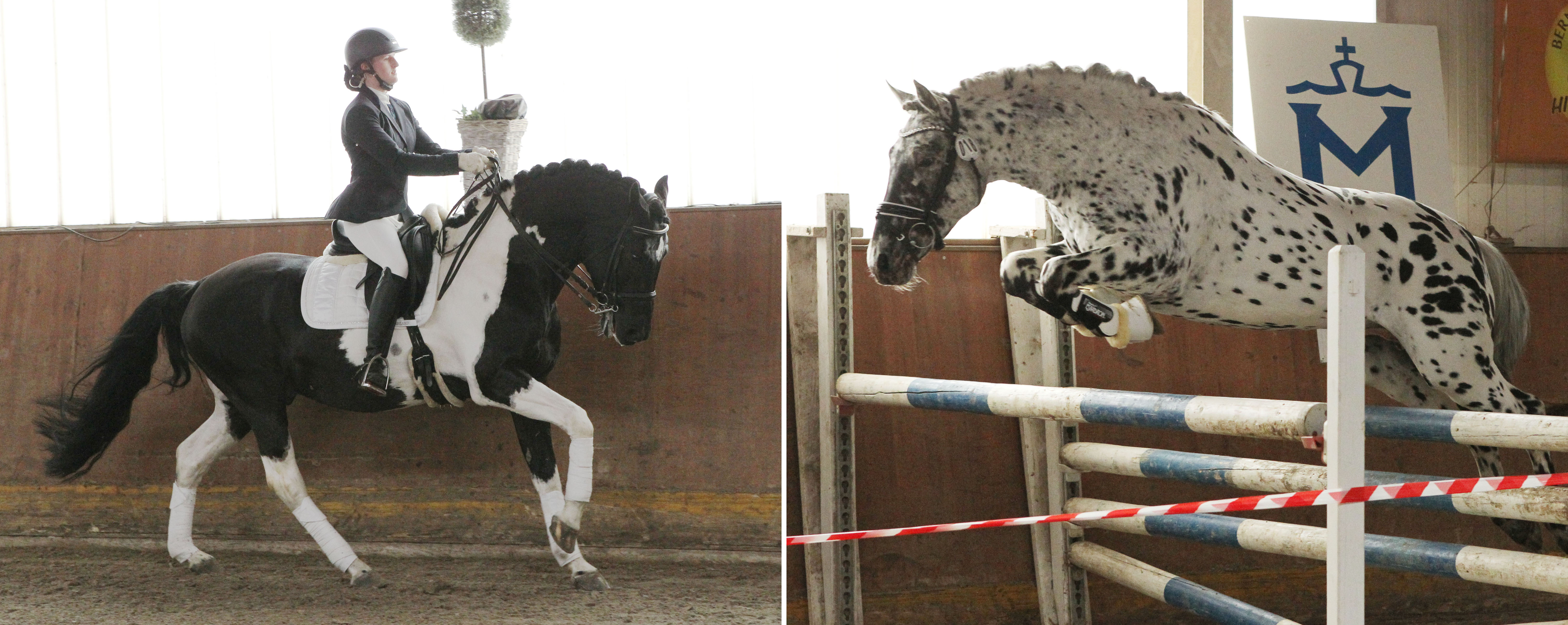 Der Knabstrupper Eridanus Striks v. Nord-Star / Rughavens Limbo aufgestellt bei Sandra Engelmann in Weitenhagen (r.) und der Pinto-Hengst Avalon v. Artifact / Rubinstein I aus dem Hause Schörfke in 19357 Klein Warnow. © Wego