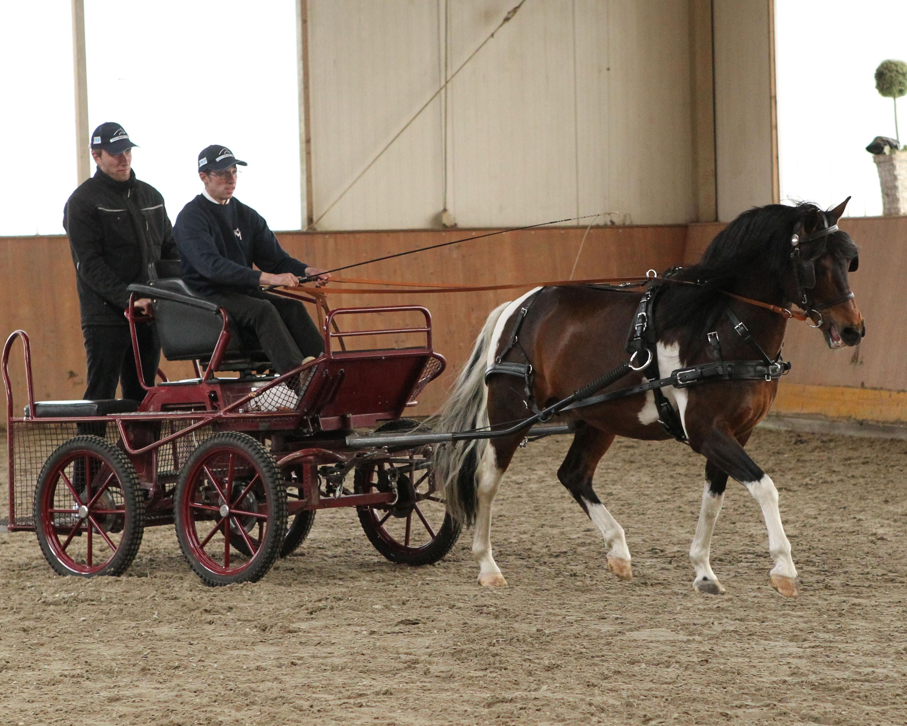 Auch der 20-jährige Lewitzer Monty v. Munser II / Top Nordstern von der Zuchtgemeinschaft Schörfke präsentierte sich brillant vor dem Wagen. © Jutta Wego