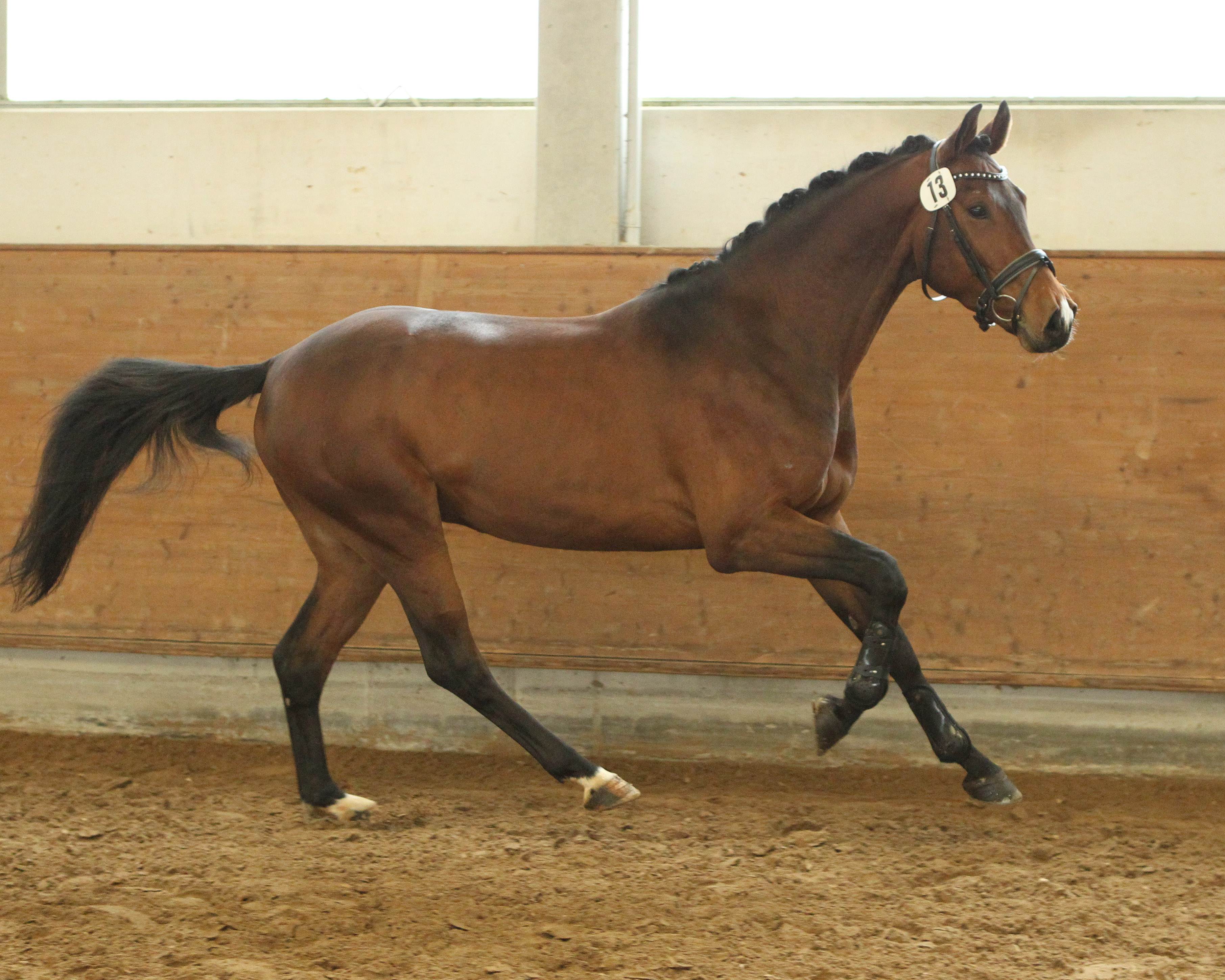 Reitpferdehengst Quasi Braun v. Quasi Gold MD / Apollo / Temple Wind xx (Z.: Frauke Hansen, Steinbergkirche/SH; A.: Hannah Tomaszewski, Westernholz/SH. © Jutta Wego