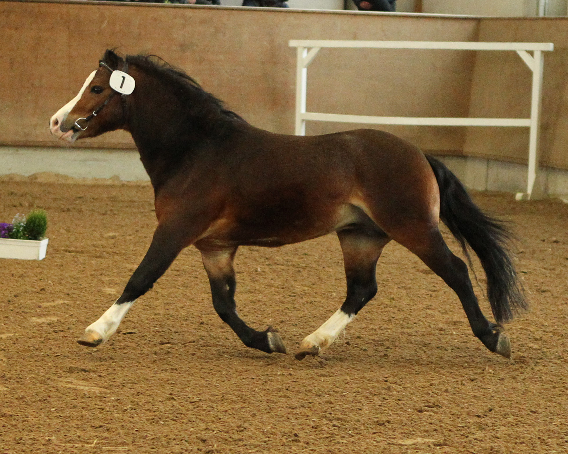 Welsh Mountain Pony Com With Me v. Cadivo / Templedruid / Revel Humming T (Z.: Enno & Stephan Siemers, Norden/Ostfriesland; A.: Dirk Knopik, Woldegk). © Jutta Wego