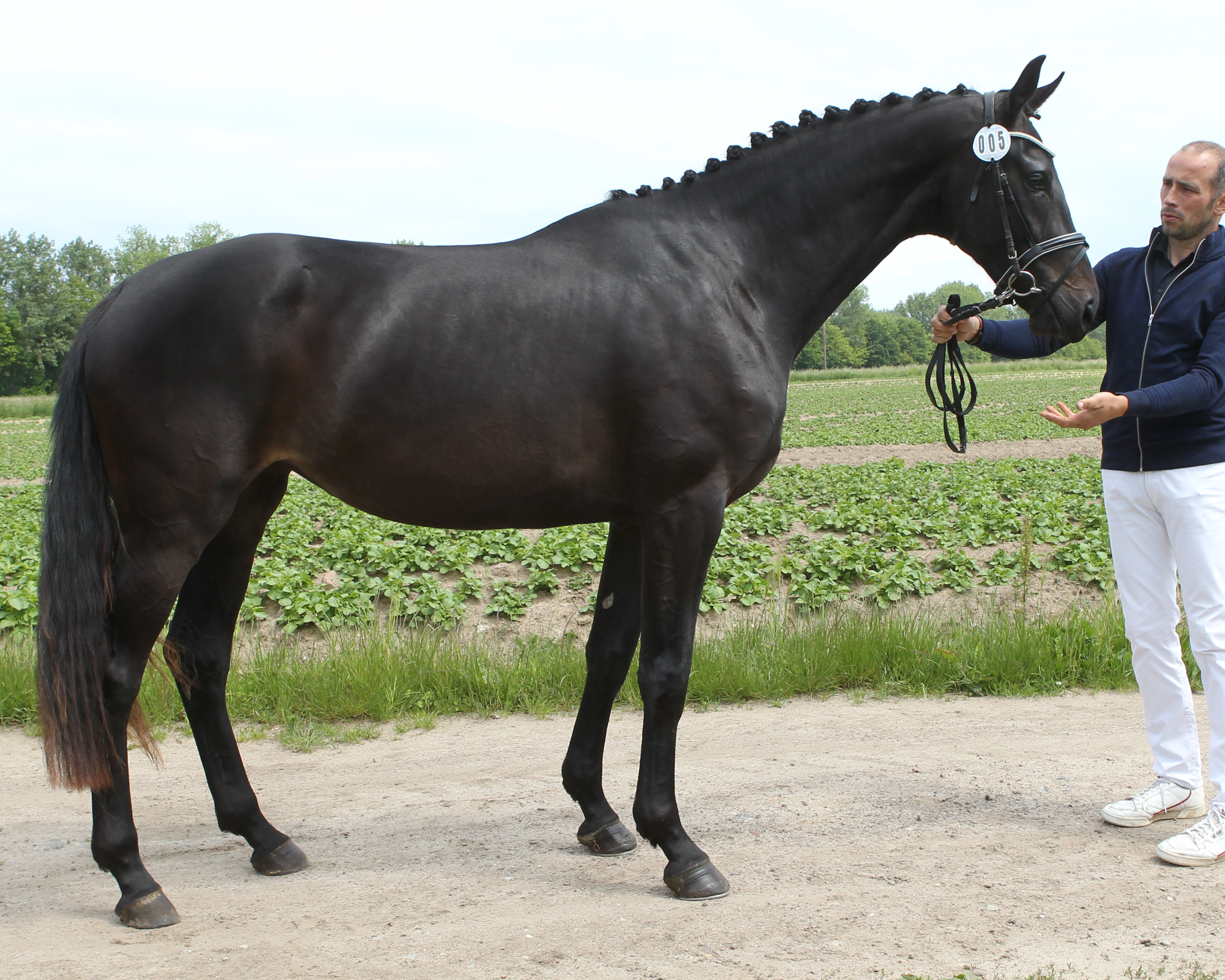 Prämienanwärterin FEINE FEE, 3-jährige Mecklenburgerin von Freiherr von Stein/T. / Fidelior / D’Olympic (Z.u.A.: Rüdiger Tremp, Stülow). © Jutta Wego