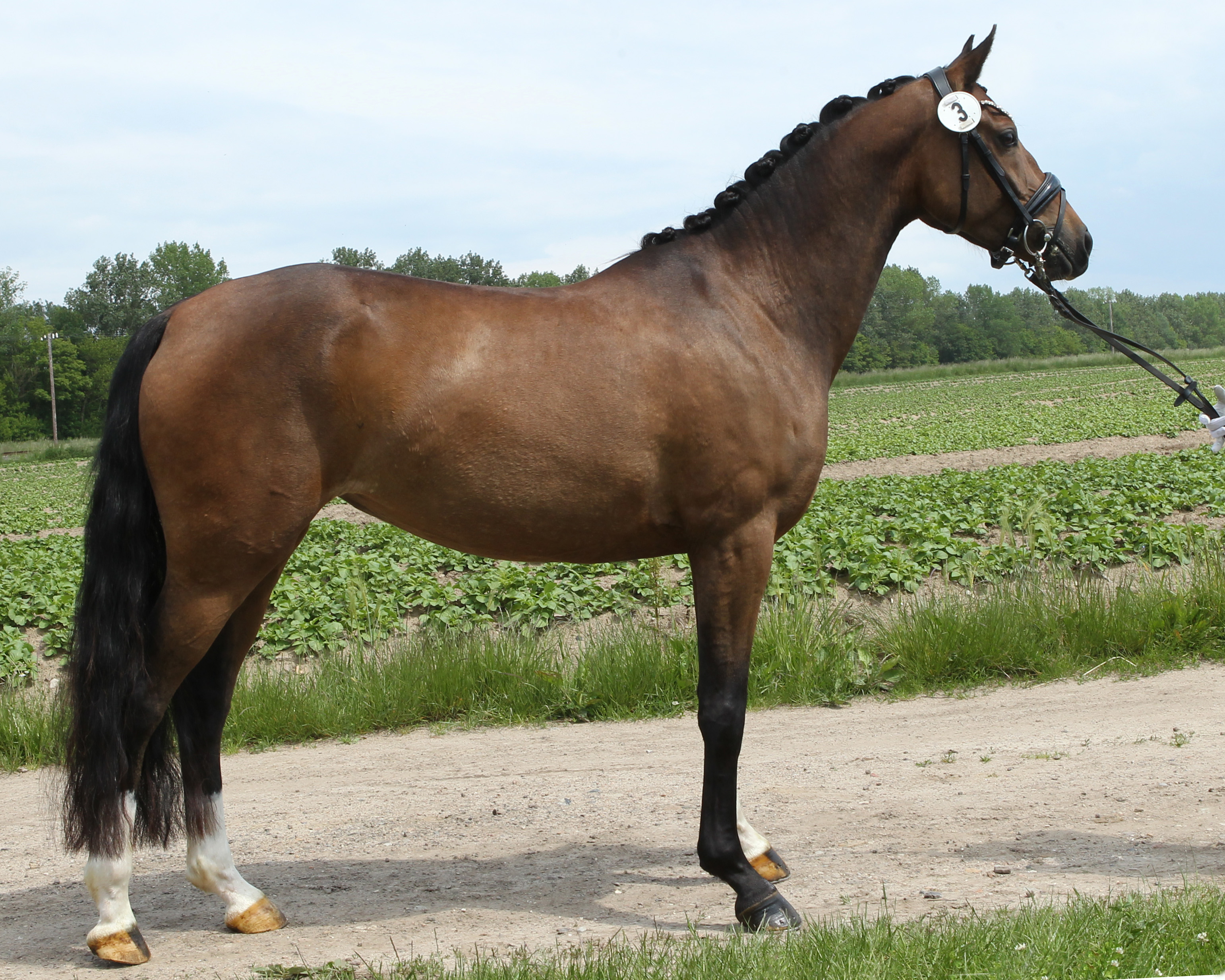 Prämienanwärterin DELANA B, 4-jährige Deutsches Reitpony von Dark Highlight AT / Kooihuster Wessel / Goldwind Empire’s Voice (Z.u.A.: Andree Bleck, Malpendorf). © Jutta Wego