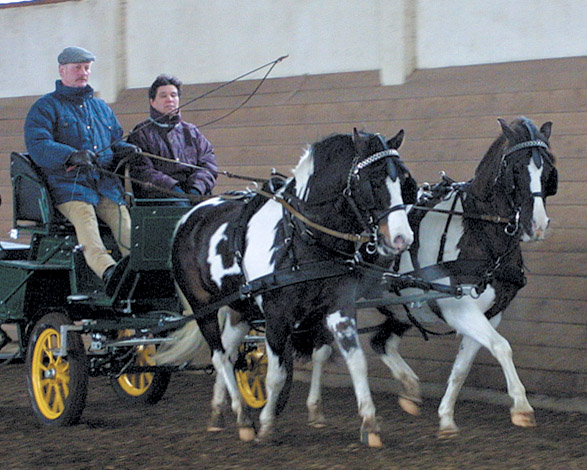 Rolf Brott mit seinem Lewitzer Gespann, der Stute Biggi und dem gekörten Hengst Schabernack, sowie Lebensgefährtin Hanni Lajn als Beifahrerin. © Jutta Wego