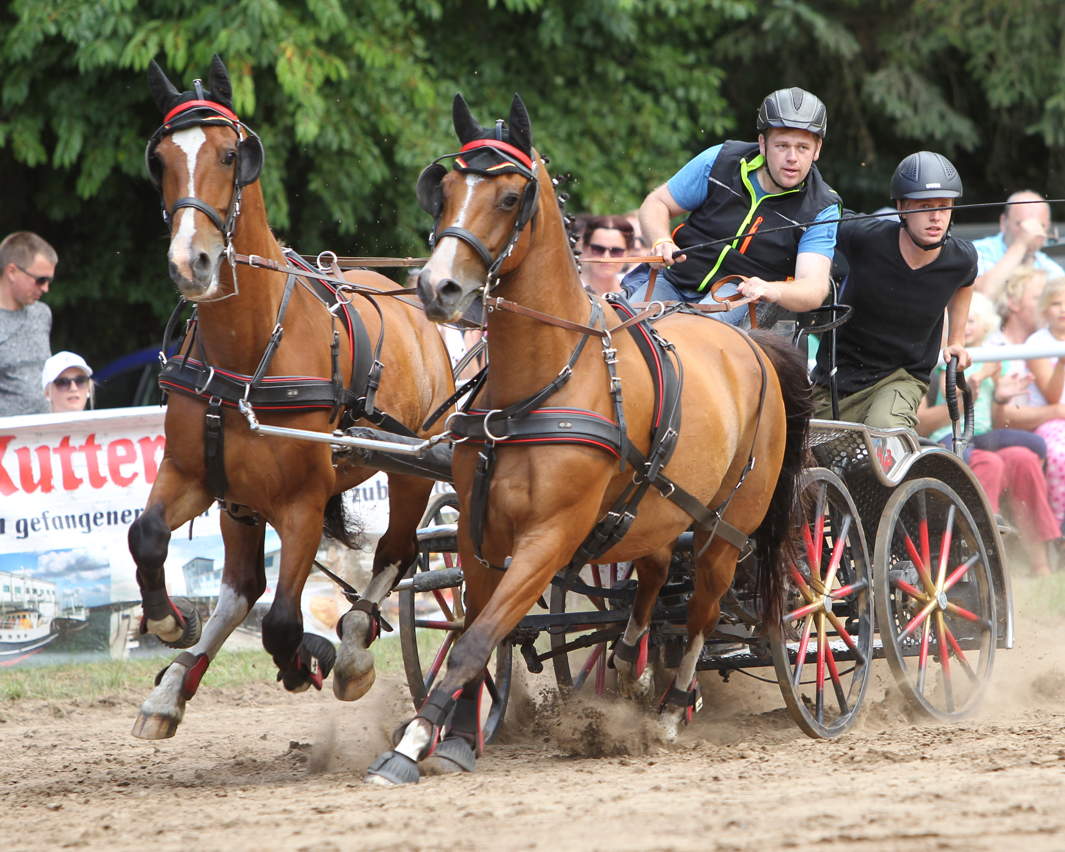 Tom Brodersen aus Zudar, zuletzt im Mai mit seinem Vierspänner in Bollewick erfolgreich, kam mit Norris und Charly auf Platz 2. © Archiv Wego