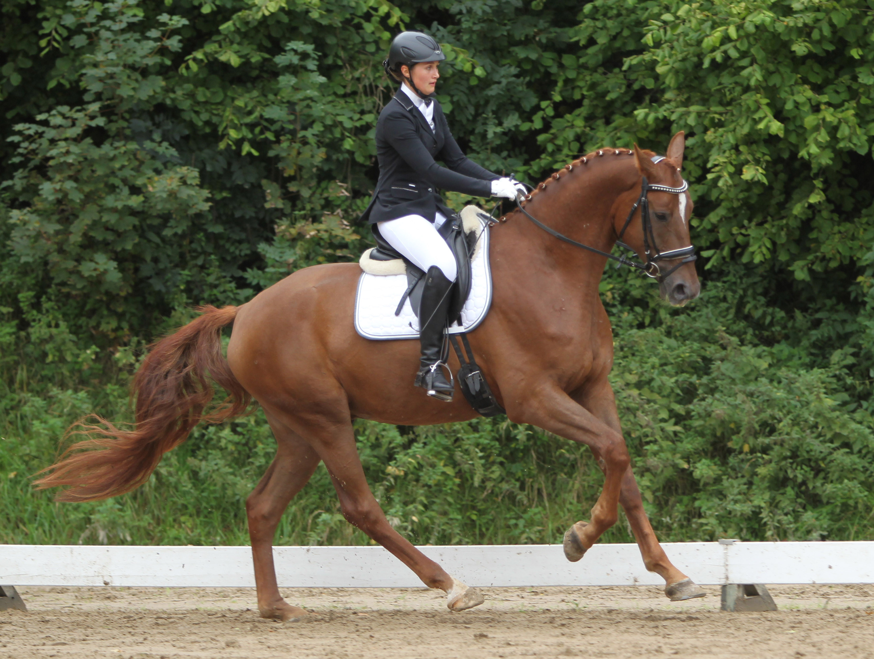 Belisimo, Landeschampion der 5/6j. Mecklenburger Dressurpferde, mit Yulia Pantskhava. © Jutta Wego