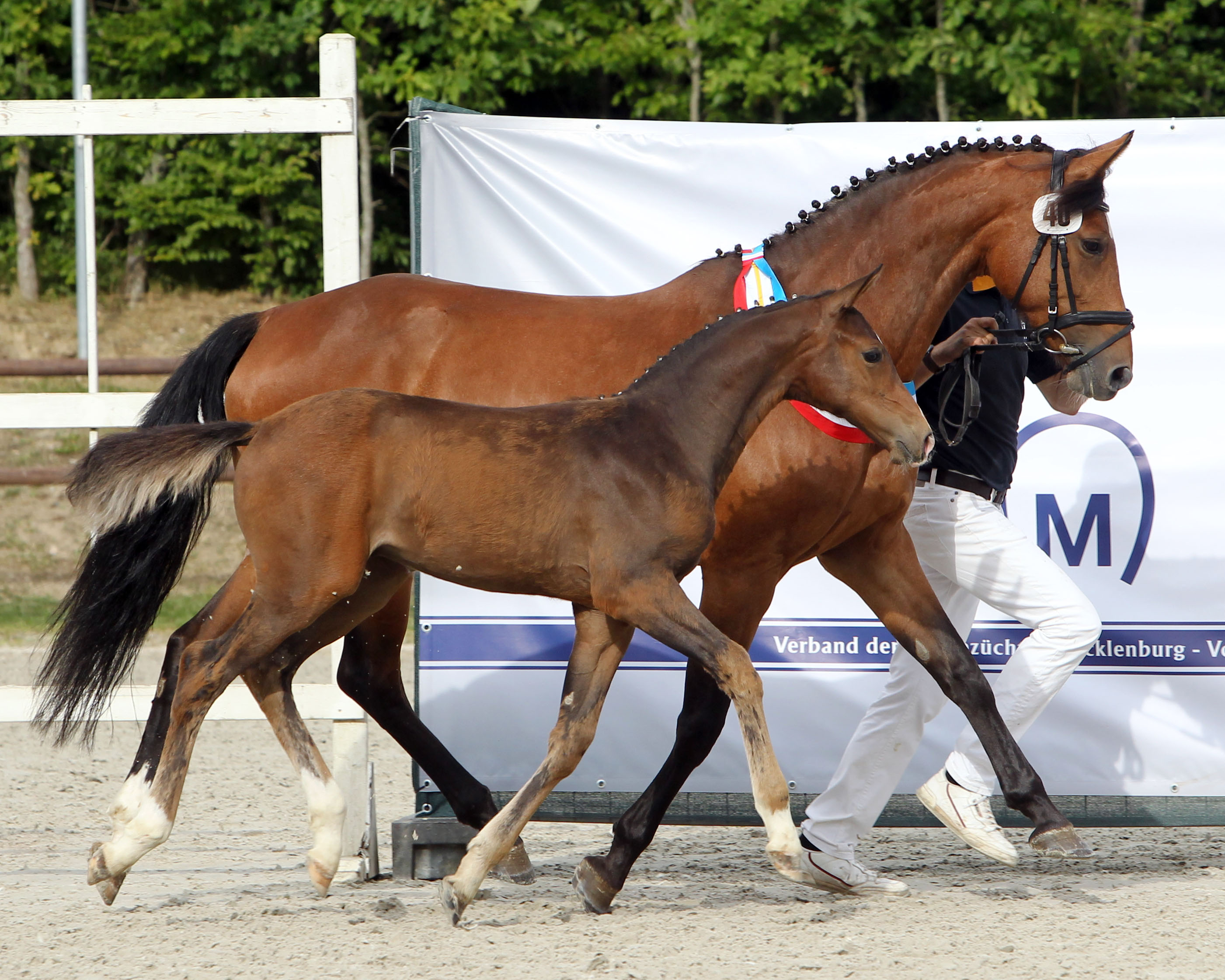 Mecklenburger Sieger-Hengstfohlen (springbetont) von Contino-Quick PS / Castelo Braco / Syphir / Nektar/T. (Z.u.A.: Marko Meissner, Weisdin). © Jutta Wego