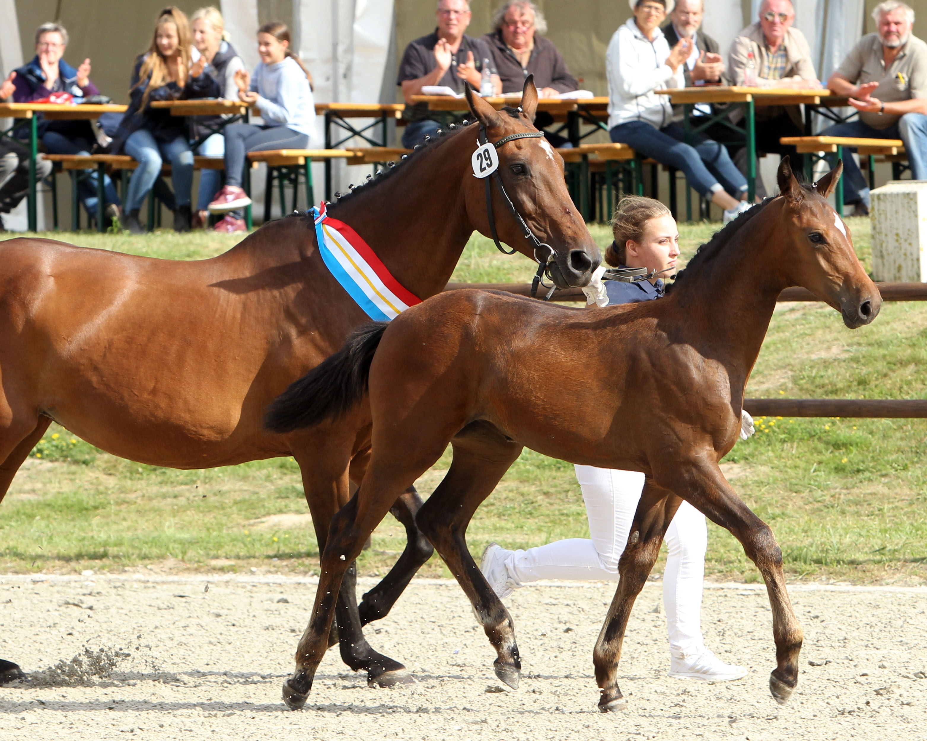 Mecklenburger Sieger-Stutfohlen (springbetont) von Balou’s Bonanza / Lasino / Corleone / Goldstern (Z.u.A.: ZG Kühl, Fahrenwalde). © Jutta Wego