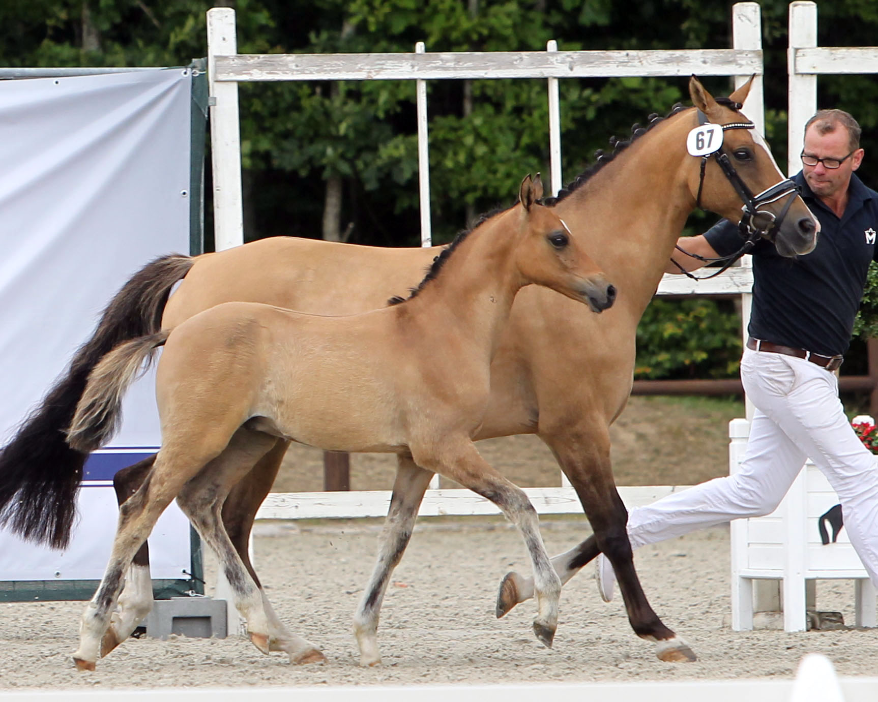 Deutsches Reitpony Sieger-Hengstfohlen von Cosmopolitan D NRW / Blanchet / HB Daylight / Night-Dream (Z.u.A.: Dirk Mamerow, Stavenhagen). © Jutta Wego
