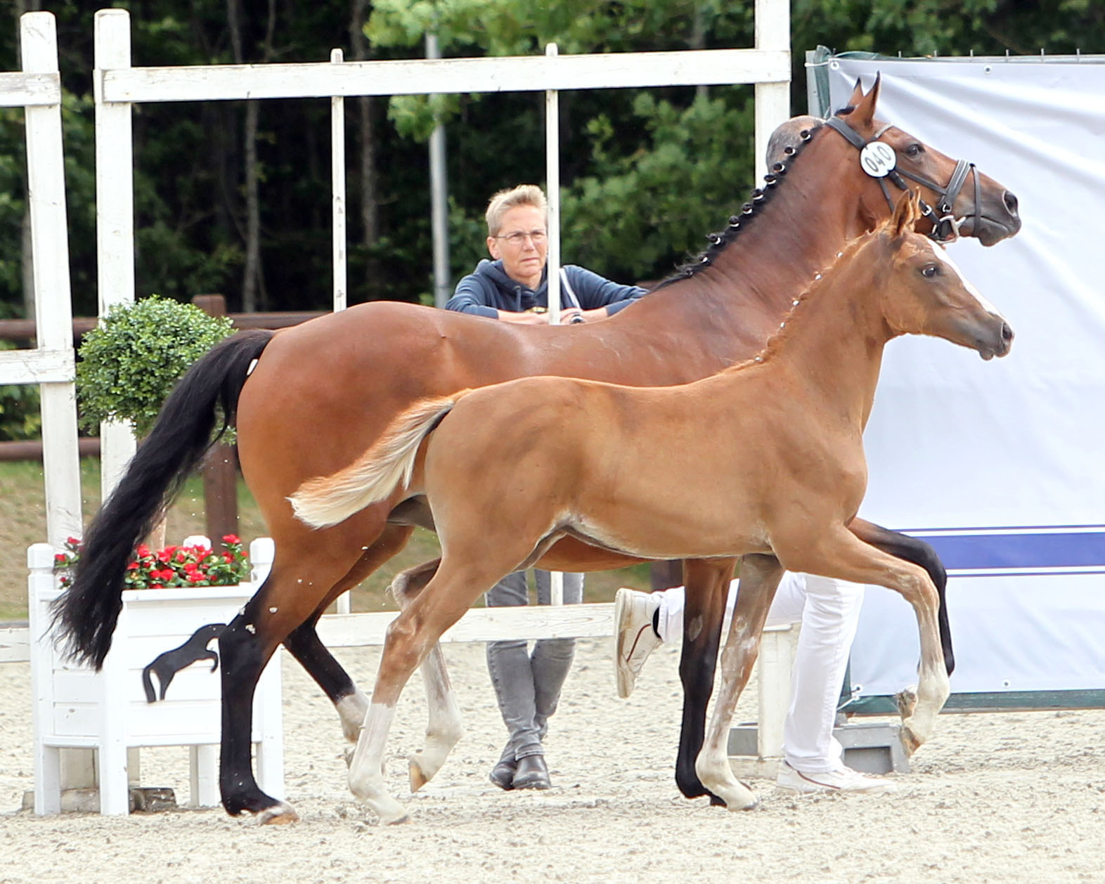 Deutsches Reitpony Sieger-Stutfohlen von Gründleinshofs Gipfelstürmer / FS Champion de Luxe / FS Don’t Worry / Neckar (Z.u.A.: ZG Dallmann, Priborn). © Jutta Wego