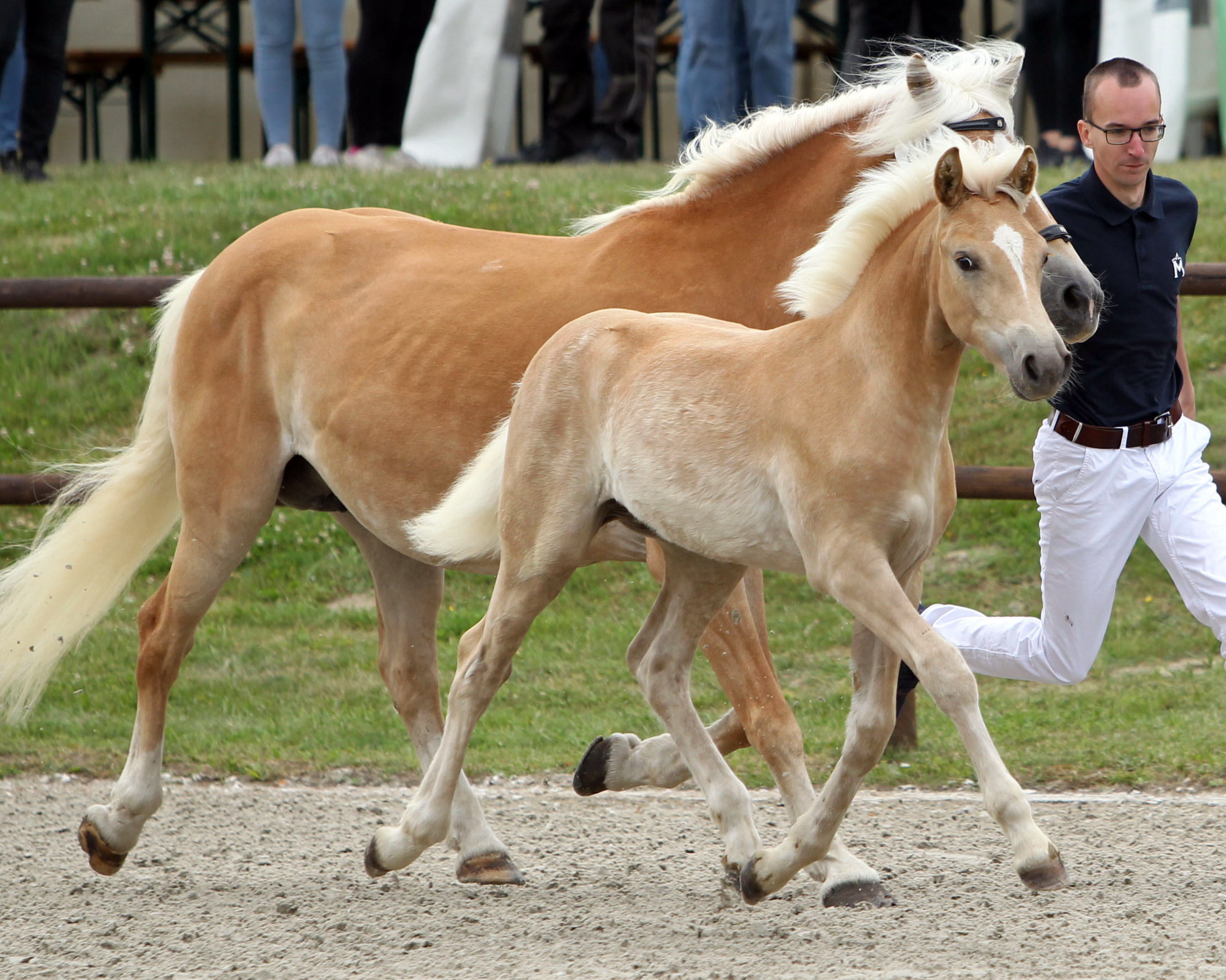 Haflinger Sieger-Hengstfohlen von liz 281/T Almquell / Askhan / Midas-Hanja / Wikinger (Z.u.A.: Robert & Hanna Pautsch, Wackerow). © Jutta Wego