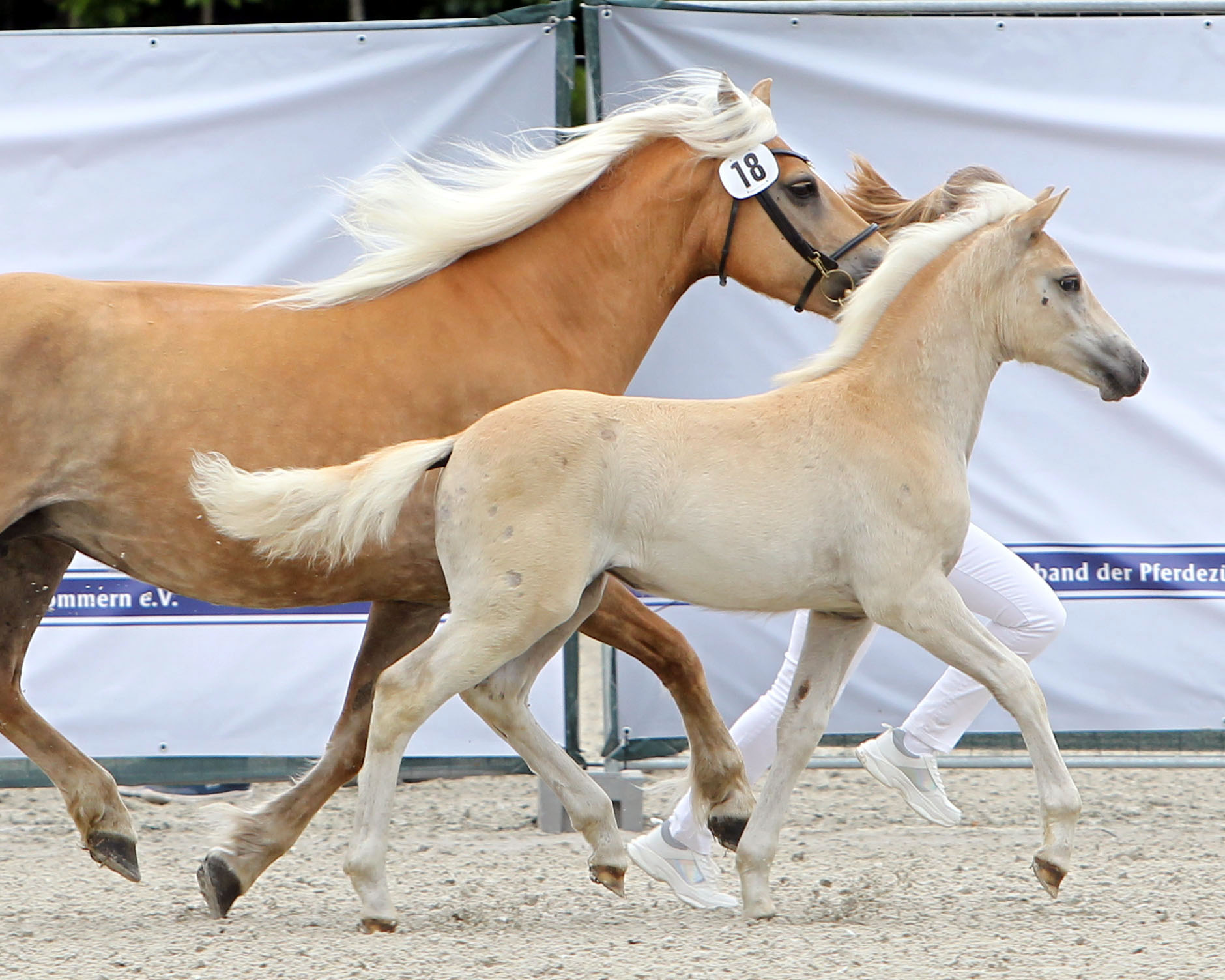 Haflinger Sieger-Stutfohlen von Wetterstein / Askhan / Arthos / Midas-Hanja (Z.u.A.: Haflingergestüt Reimer, Zarnewanz). © Jutta Wego