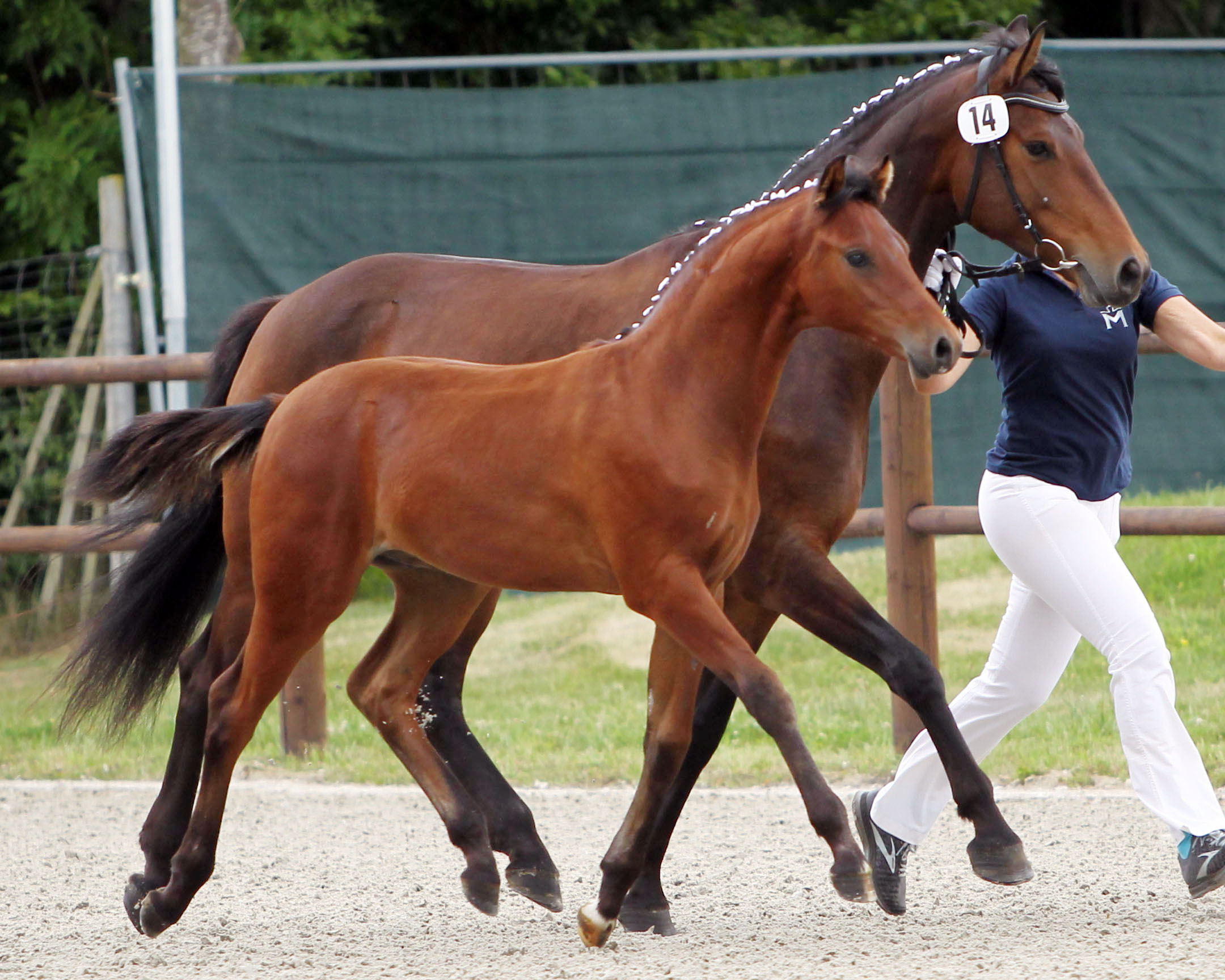 Kleines Deutsches Reitpferd Siegerfohlen (Hengst) von Quaterback’s Junior / Fürsten-Look / K2/T. / Limborat (Z.u.A.: Dr. Karl-Heinrich Niehoff, Bütow). © Jutta Wego