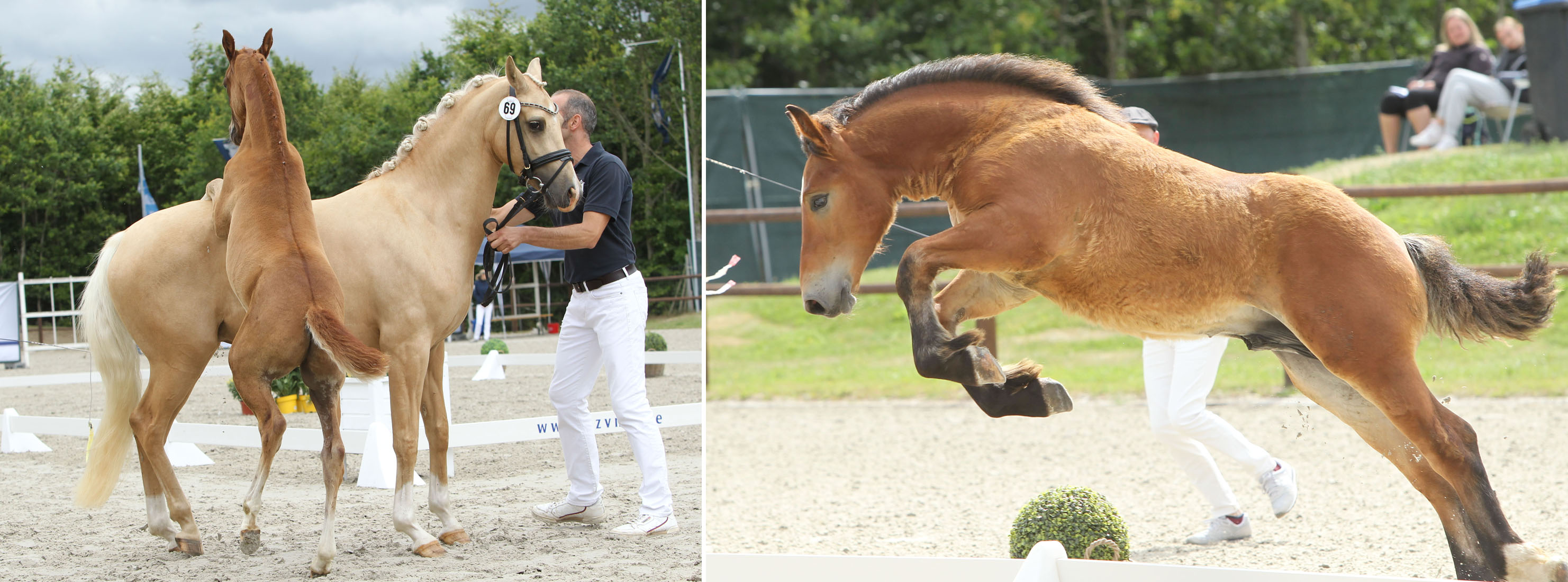 Kuriosität am Rande: Der kleine Reitponyhengst von Candis vM wollte zeigen wie gut er springen kann und nutzte seine Mutter als Hindernis. Das Siegerhengstfohlen des Rheinisch Deutschen Kaltbluts von Hochadel fand ein anderes Hindernis um seine Springkünste zu zeigen. © Jutta Wego