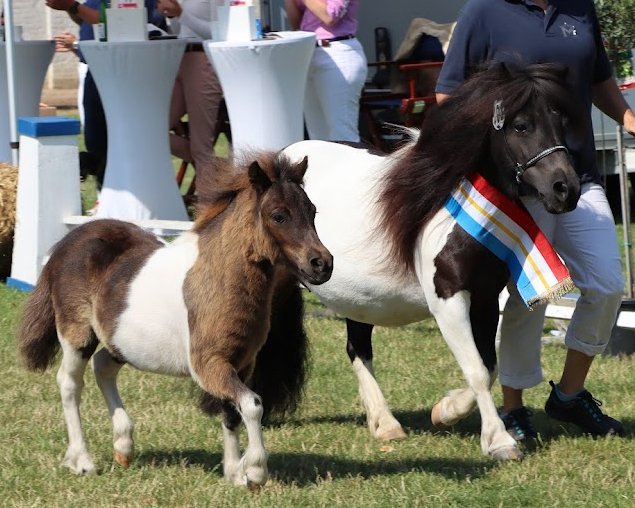 Sieger Stutfohlen der Shetlandponys wurde die Katalog-Nr. 3, eine Tochter des Golden Nugget vom Haselbusch aus der Callista v. U-Nuova von Lloyd van Stal de Veldmaat. Züchter und Ausstellerin ist Andrea Otte aus Hohne
