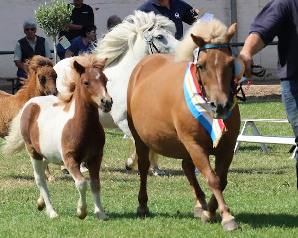Thomas Zwick aus Loitz durfte sich über den Sieg seines Shetlandpony Hengstfohlens von Maarschalk v.d. Kortenhof aus der Käte von Karon I freuen (Kat.Nr. 29).