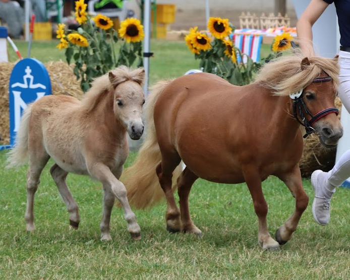 Hinrich Ramcke aus Hamburg-Sülldorf hat das zweitplatzierte Hengstfohlen der Minis gezogen. Vater ist Ebble v. 't Heut, die Mutter Guusje v.d. Kaapshoeve stammt von Lucky Boy v. Hoeve Eelwerd ab (Kat.Nr. 53).