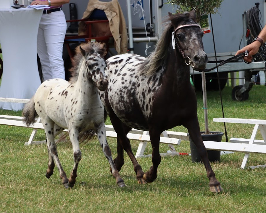 Bei den Deutschen Partbred Shetlandponyssiegte das Stutfohlen vom Enorm aus der Rattina von Franky (Kat.Nr. 58), das die Zuchtgemeinschaft Engel & Heuer aus Garbsen präsentierte.