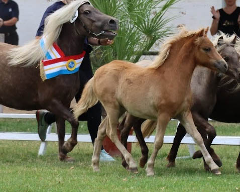 Das Siegerstutfohlen der Deutschen Classic Ponys hat Dirk Lüth aus Krummesse mit Jim Beam vom Moritzberg aus der Jana von Krummesse von Jackson gezogen (Kat.Nr. 62).
