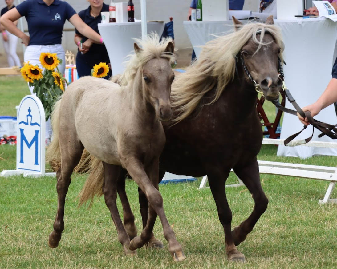 Dirk Lüth ist auch Züchter des Siegerhengstfohlens der Classic Ponys, das er mit Janosch von Krummesse aus der Nelly von Krummesse von Crescent's Neon Prince gezogen hat (Kat.Nr. 64). 