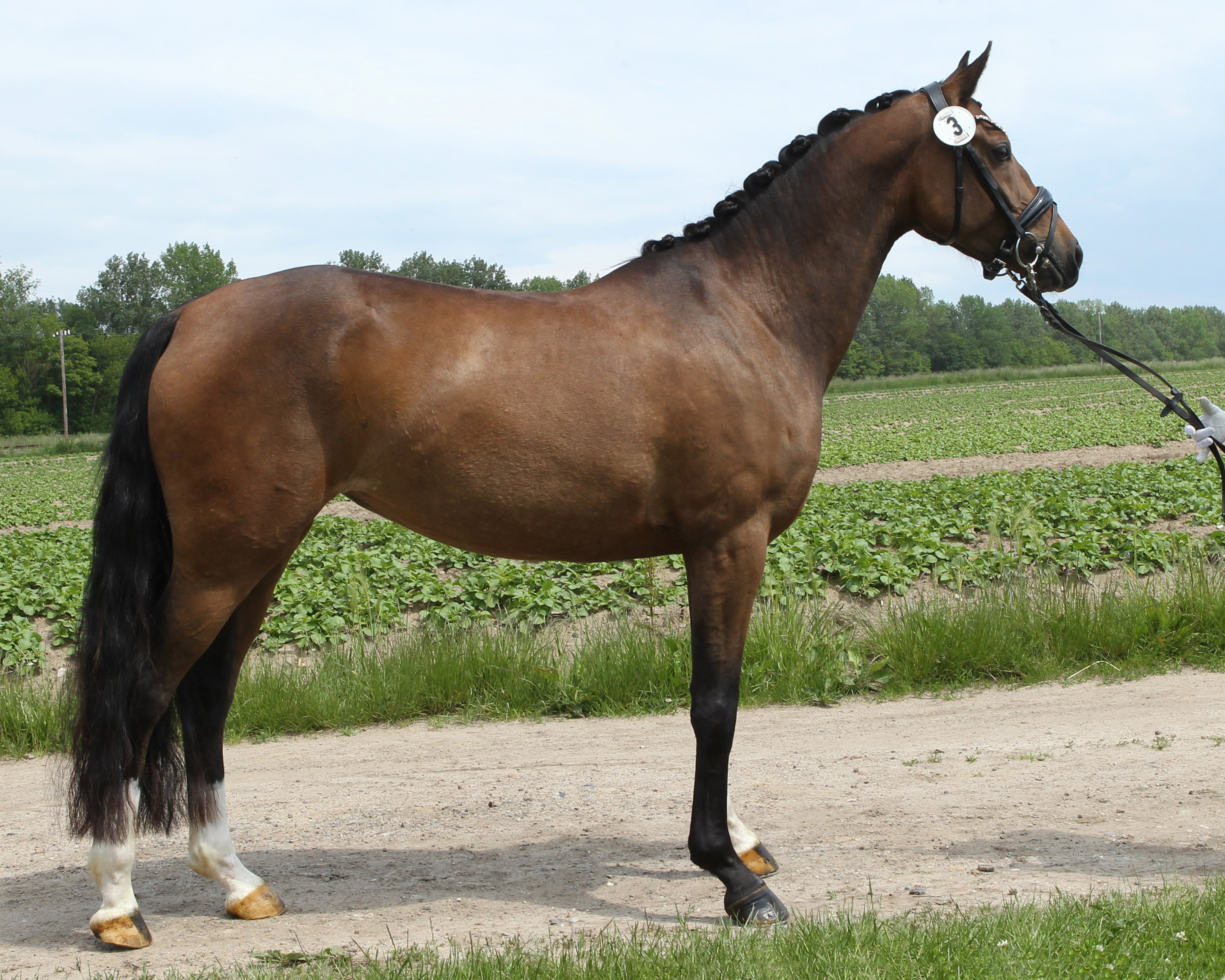 Zu den vier Reitponystuten aus der Feldprüfung gehörte die 4-jährige Delana B (v. Dark Highlight AT) aus der Zucht von André Bleck (Malpendorf). Die Prämienanwärterin (Eintragungsnote 7,64) beendete die Prüfung mit Wertnote 7,85 und war mit 9,0 das beste Schrittpferd der Prüfung. © Jutta Wego