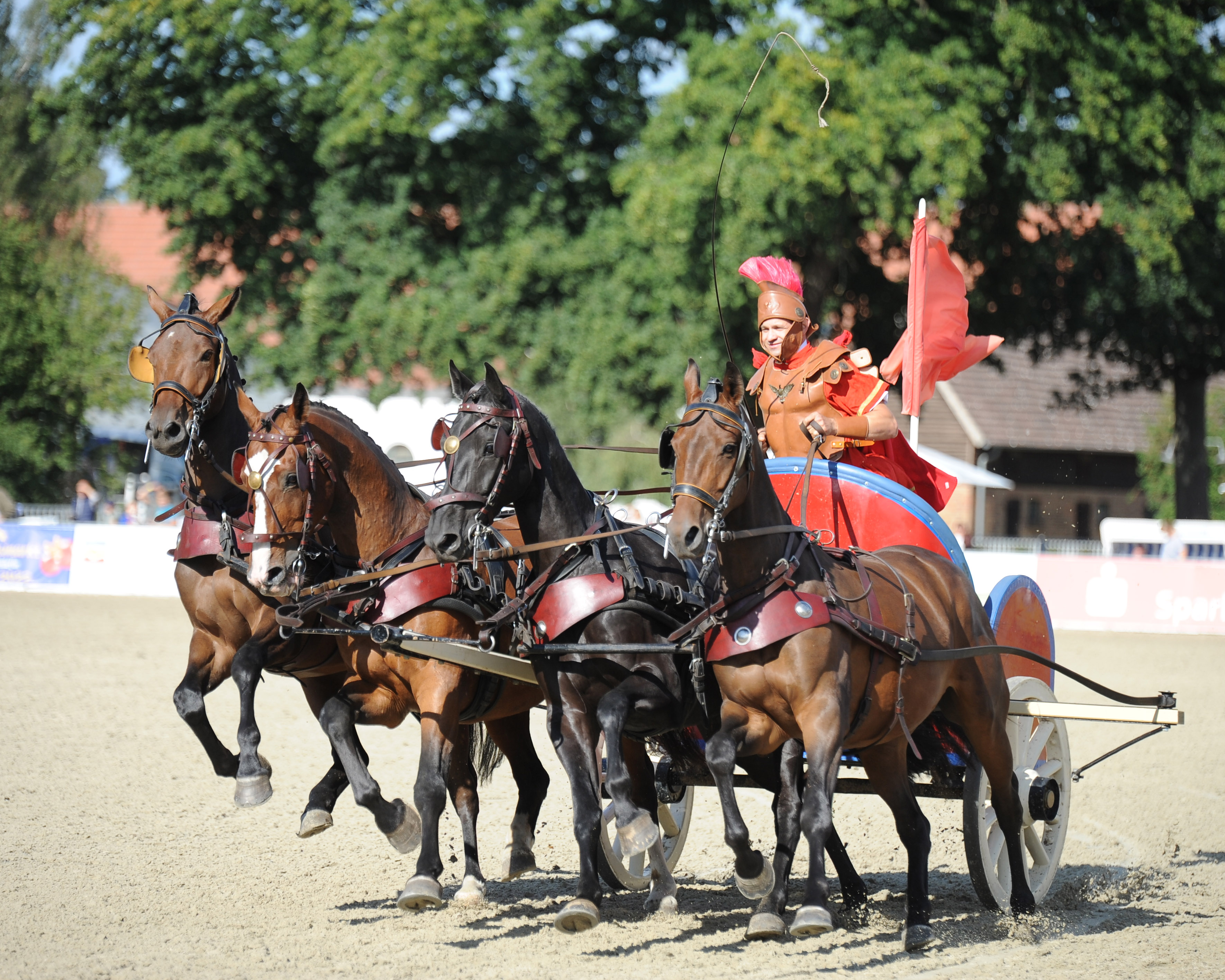 Die Römerwagen - hier gefahren von Mario Kabbe - gehören zu den Klassikern der Redefiner Hengstparaden. © Annett Strohbehn