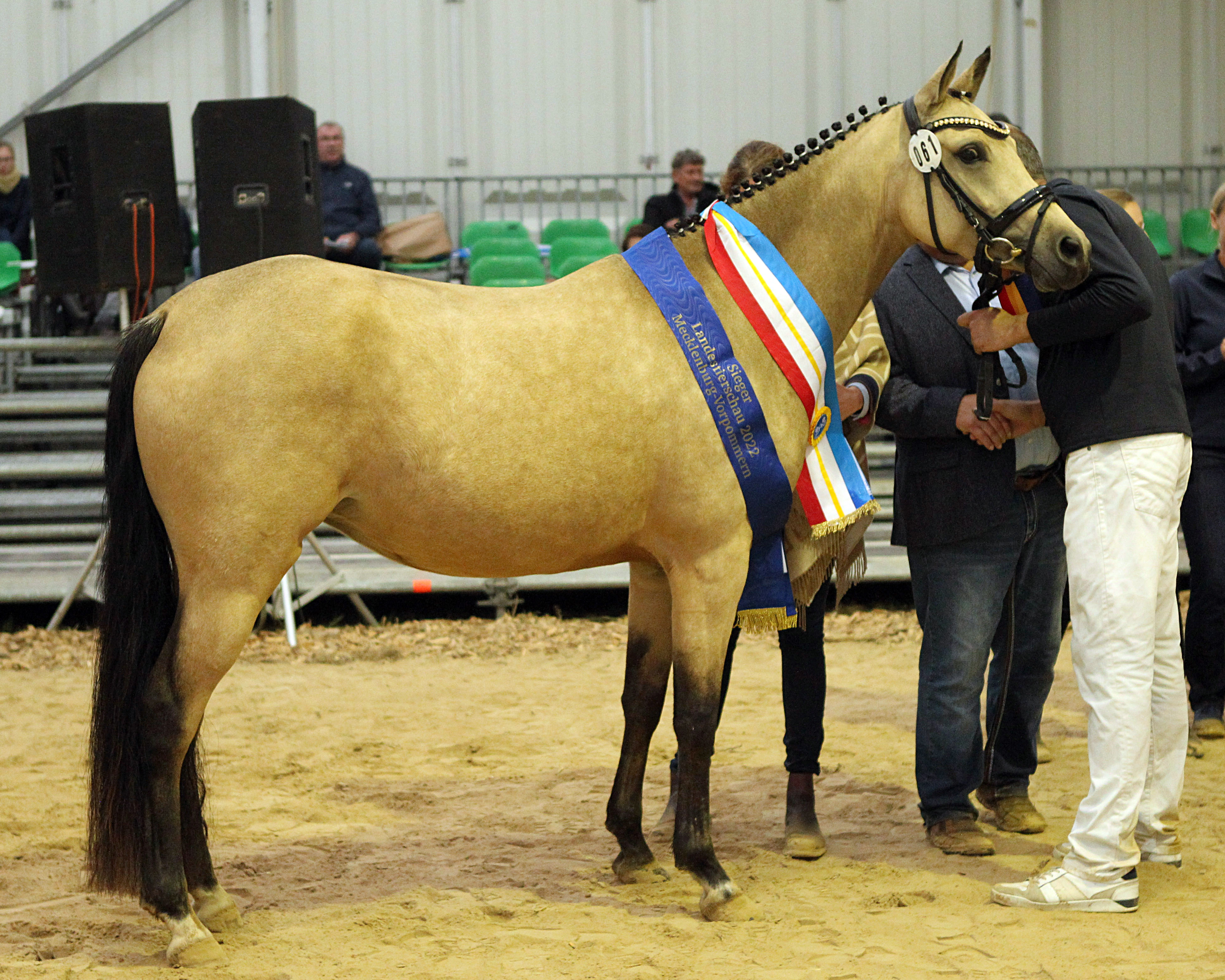 Miss Mecklenburg 2022 - Reitpony NIRA S von Nancho’s Golden Star aus der Chira S von Classic Dancer III / Kentucky / Ghandy (Z.: Hans-Joachim Wolfgang & Yvonne Schröder, Breest; A.: Judith Schaepe, Altkalen). © Jutta Wego