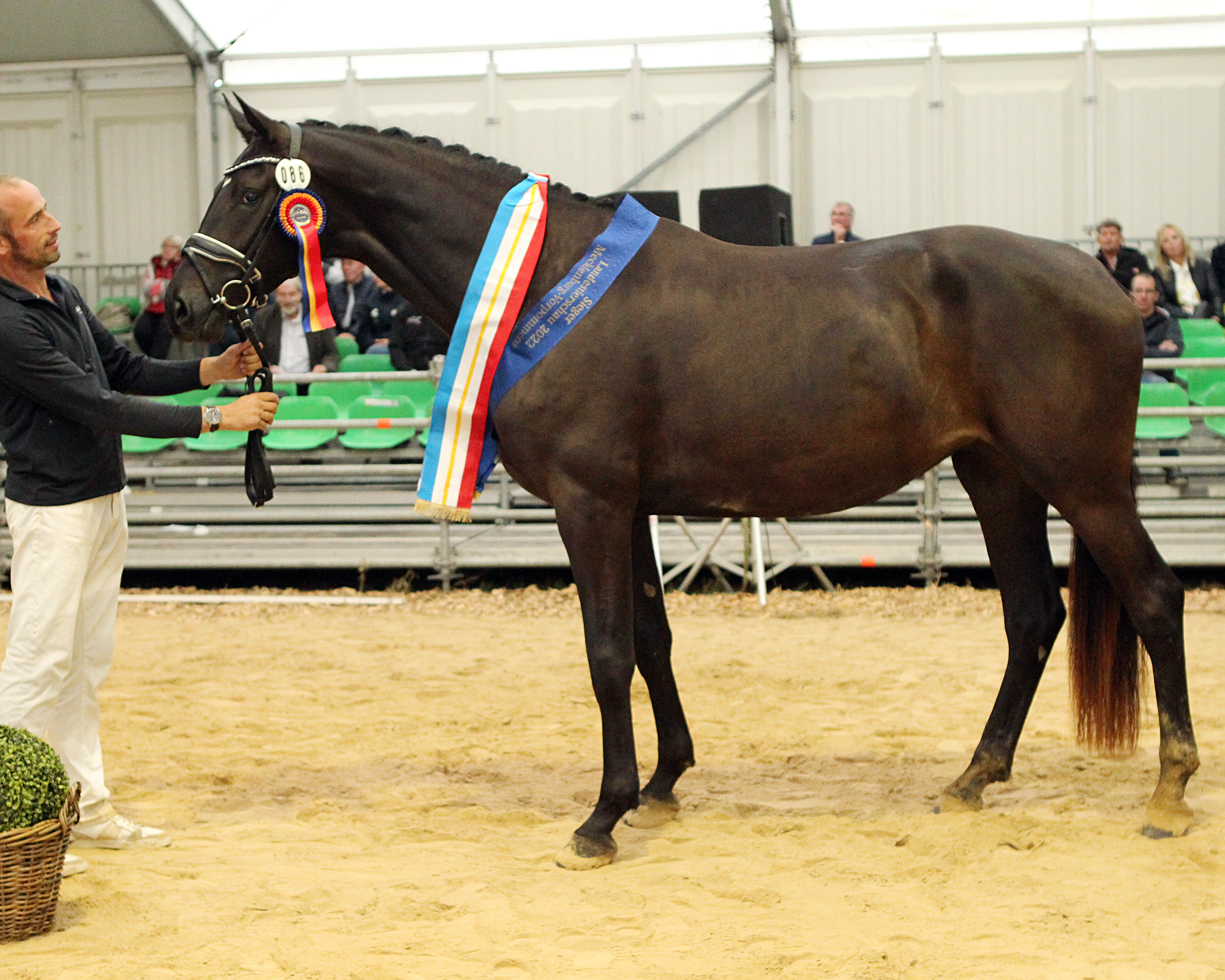 Siegerin bei den Mecklenburger Reitpferden wurde Feine Fee vom Trakehner Freiherr von Stein , die Rüdiger Tremp in Stülow mit der Staatsprämienstute Fee Ferra (v. Fidelior / D’Olympic / Samba Hit I) gezogen hat.