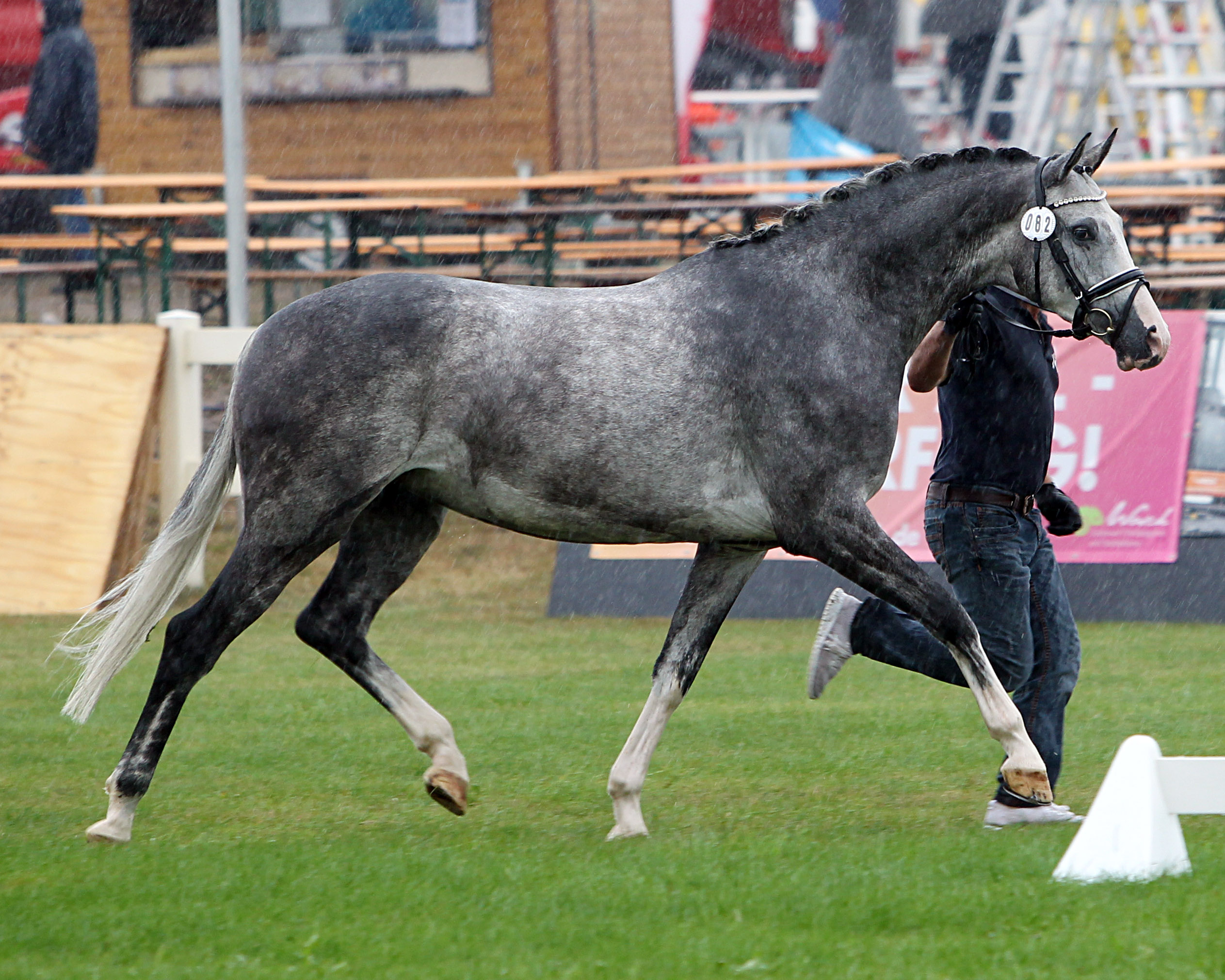 Das beste springbetone Reitpferd der Schau wurde mit Rang 3 die 4-jährige LEA SE, die Sandra Engelmann (Weitenhagen) mit einer Catch / Contender Stute gezogen hat.