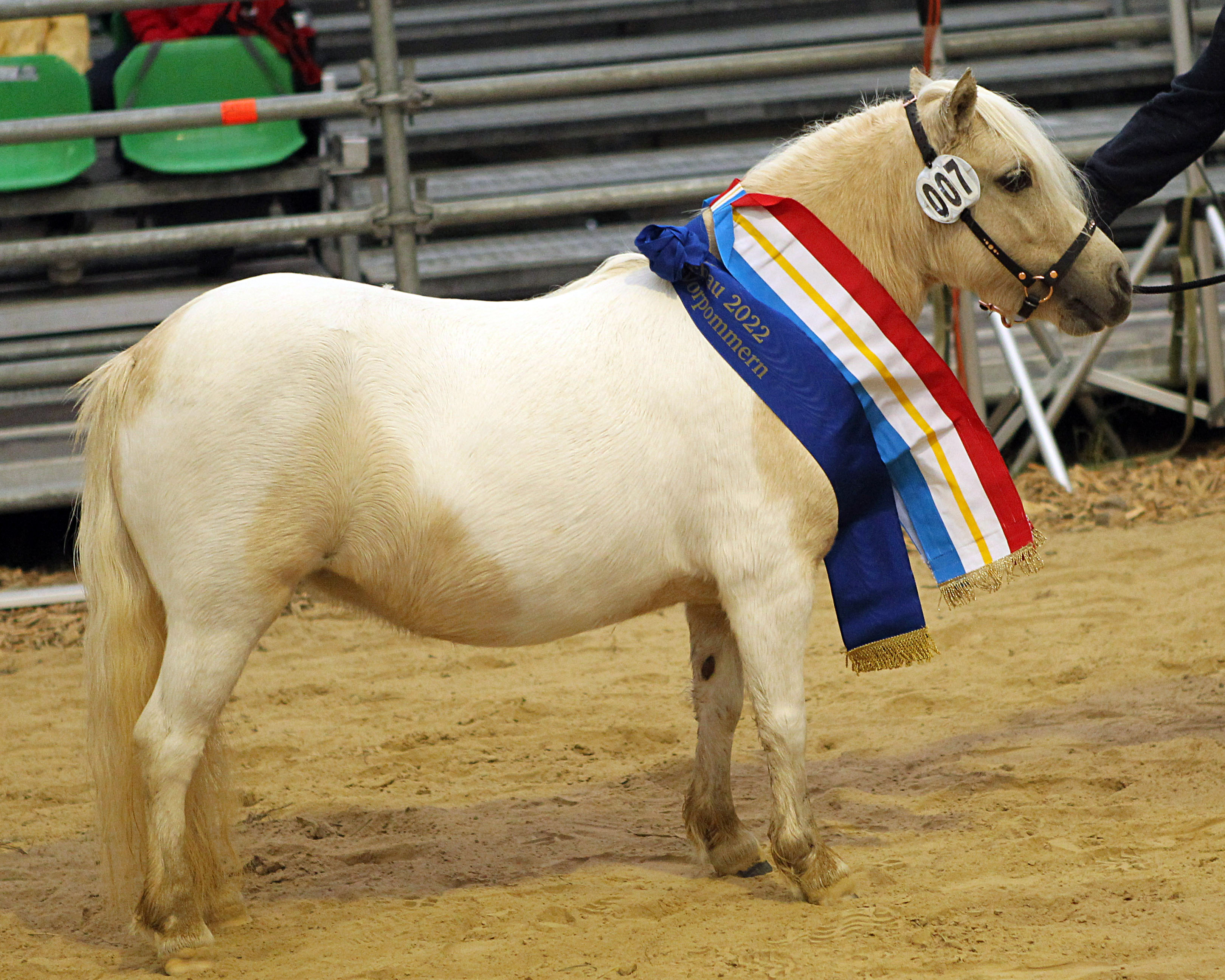 Siegerin beiden Mini-Shetlandponys (bis 87cm) wurde Chiara von den Alleegärten von Elmhorst Irish Coffee (Z.u.A.: Rainer & Susanne Kohl, Brüel)