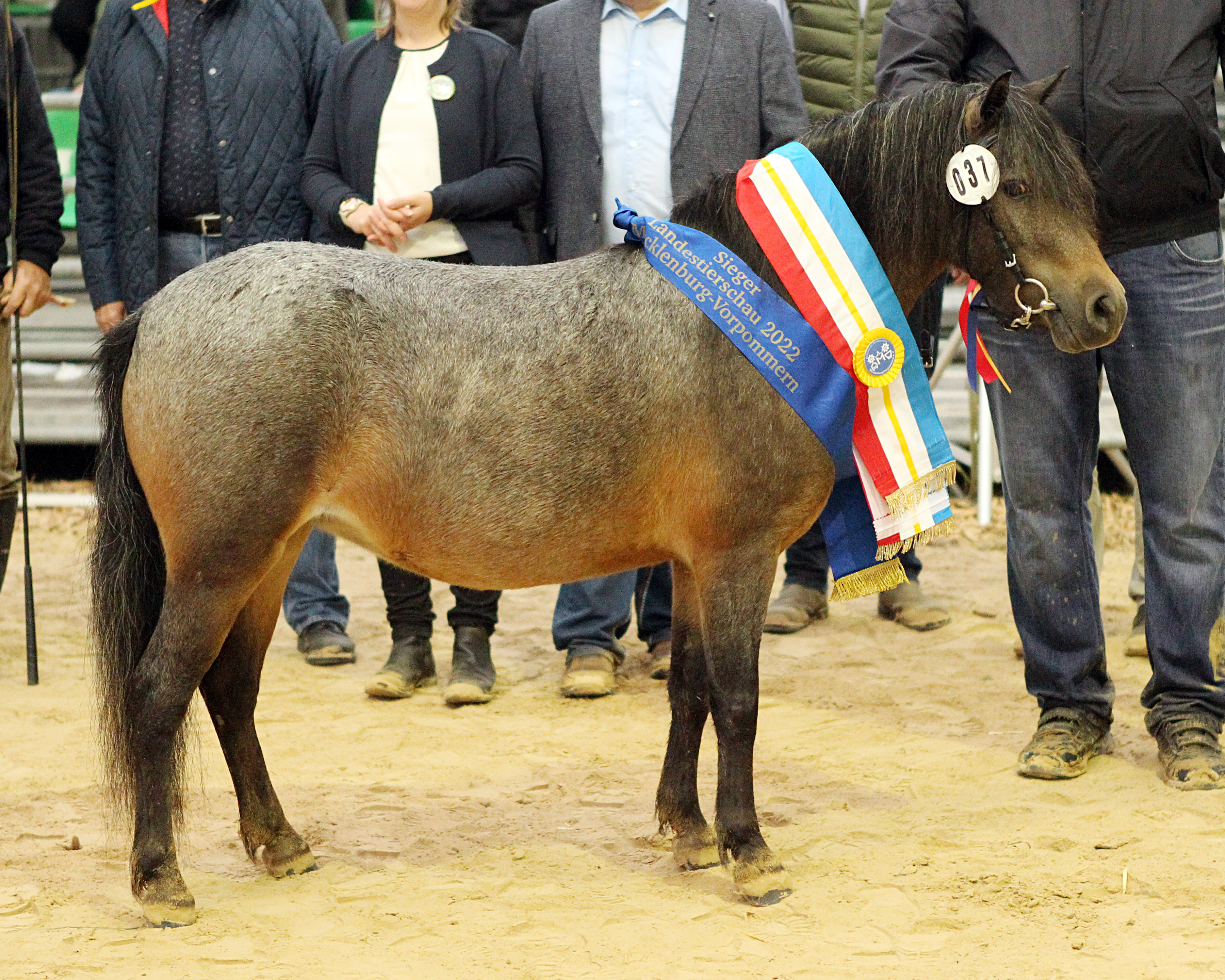 Bei den Deutschen Partbred Shetlandponys ging der Sieg an die Flamenco-Tochter Eisfee von der Zuchtgemeinschaft Engel & Heuer aus Garbsen.