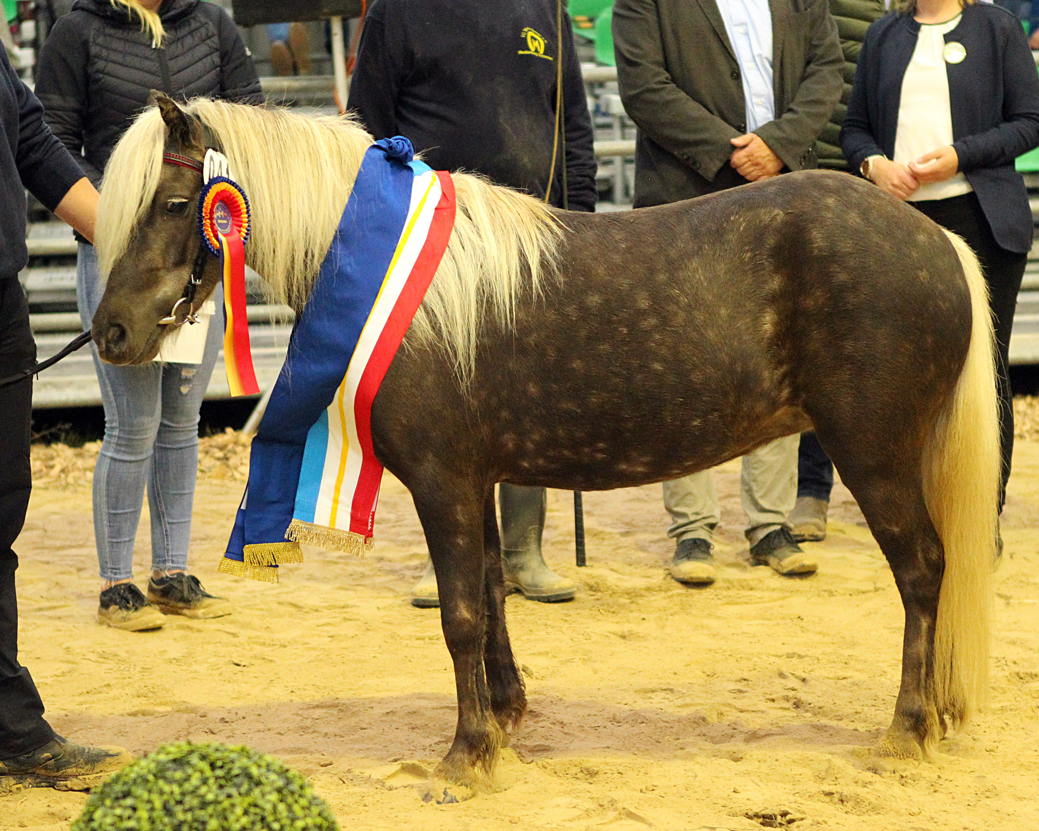 Siegerin bei den Deutschen Classic Ponys wurde Nalika von Krummesse (v. Jackson). Züchter u. Besitzer Dirk Lüthe aus Krummesse.