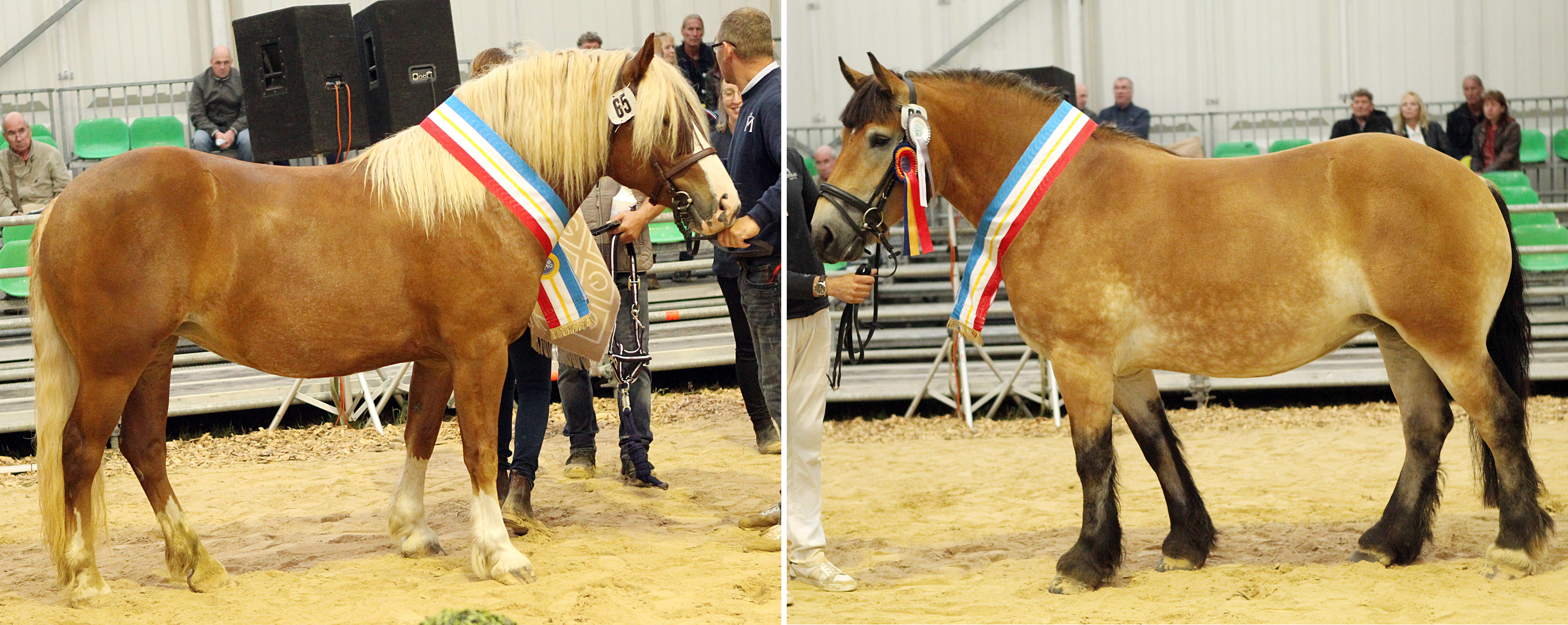 Zwei Siegerinnen ihrer Rassen: Links die Schwarzwälder Kaltblutstute LUCY (v. Felano) Z.u.A.: Detlef Müller, Karlsburg. Rechts Rheinisch Deutsche Kaltblutstute ALM (v. Adriano) Z.u.A.: Bernd Drephal, Malchow.