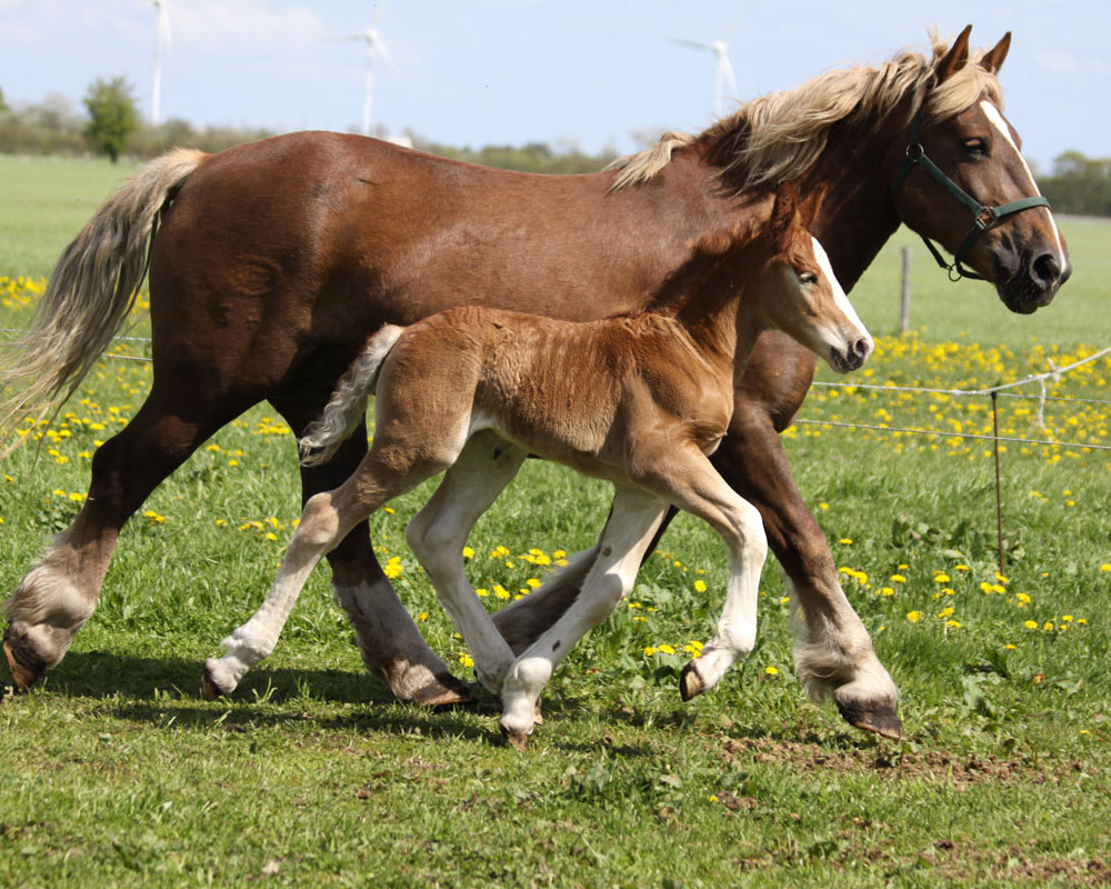 Schleswiger Kaltblut. Foto (c) Laura Heide
