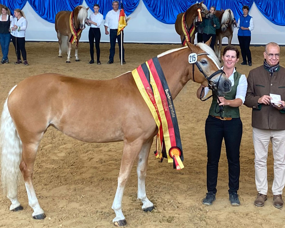 Bundessiegerstute Lady bei der FN-Bundesstutenschau Haflinger und Edelbluthaflinger 2022 in München. Foto FN