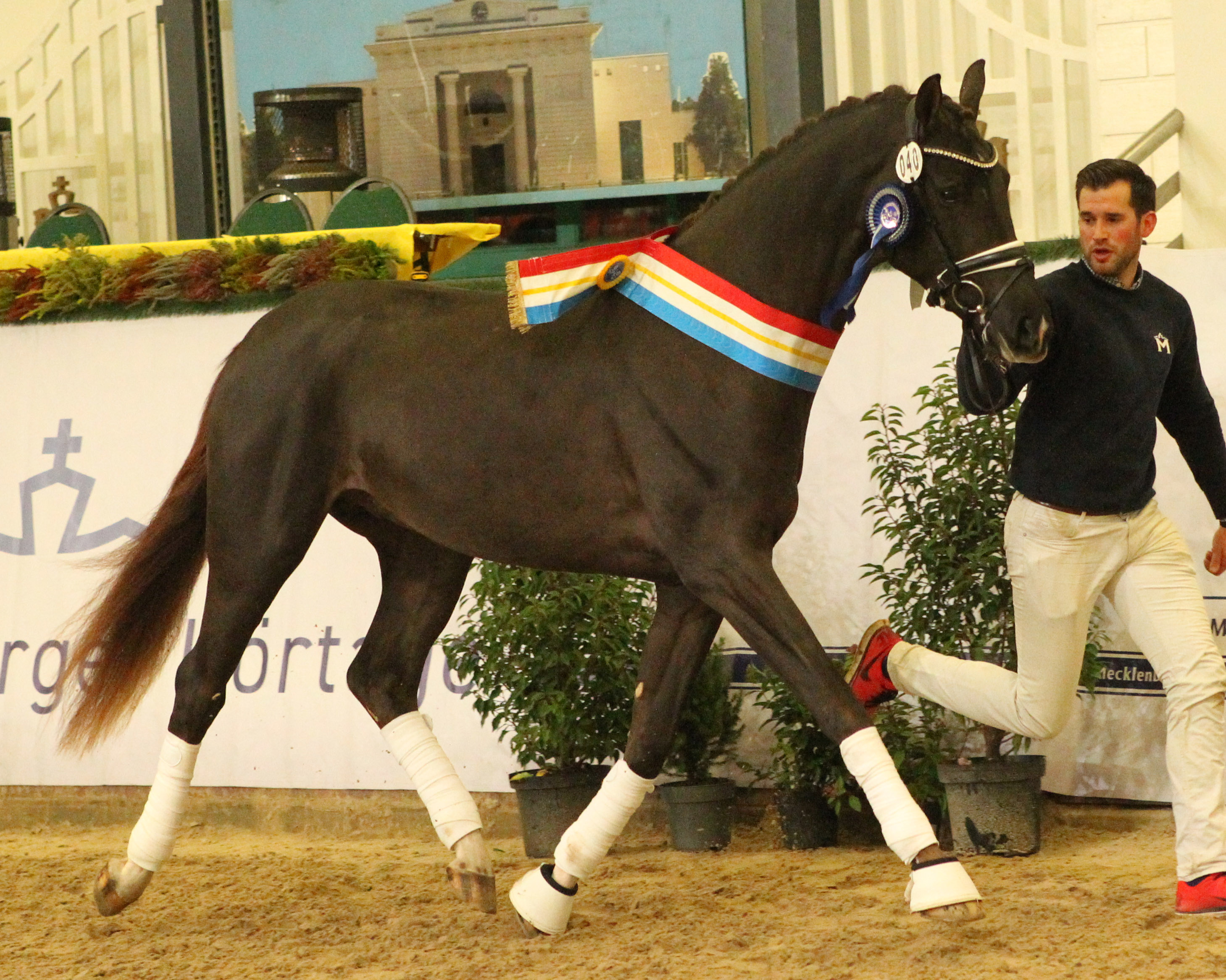Dressur-Reservesieger Kat. Nr. 40 von Viva Gold Basic. © Jutta Wego